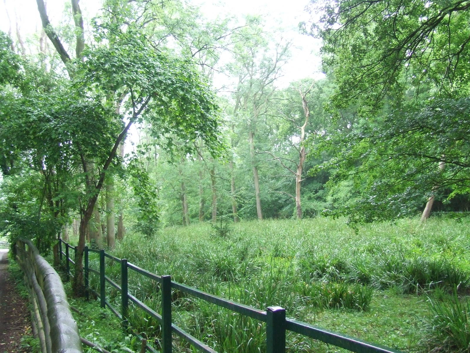 Malayan Tapir enclosure