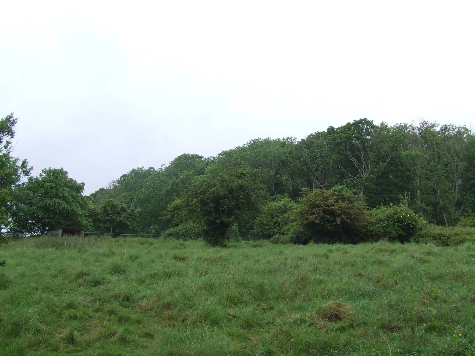 Malayan Tapir enclosure
