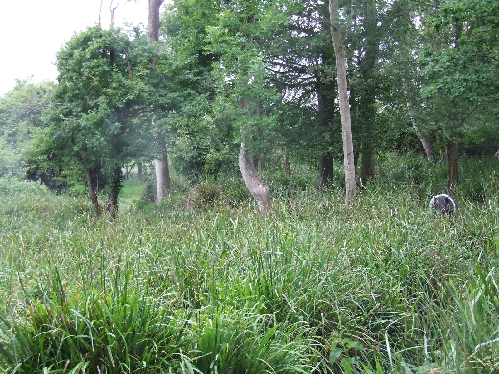 Malayan Tapir enclosure