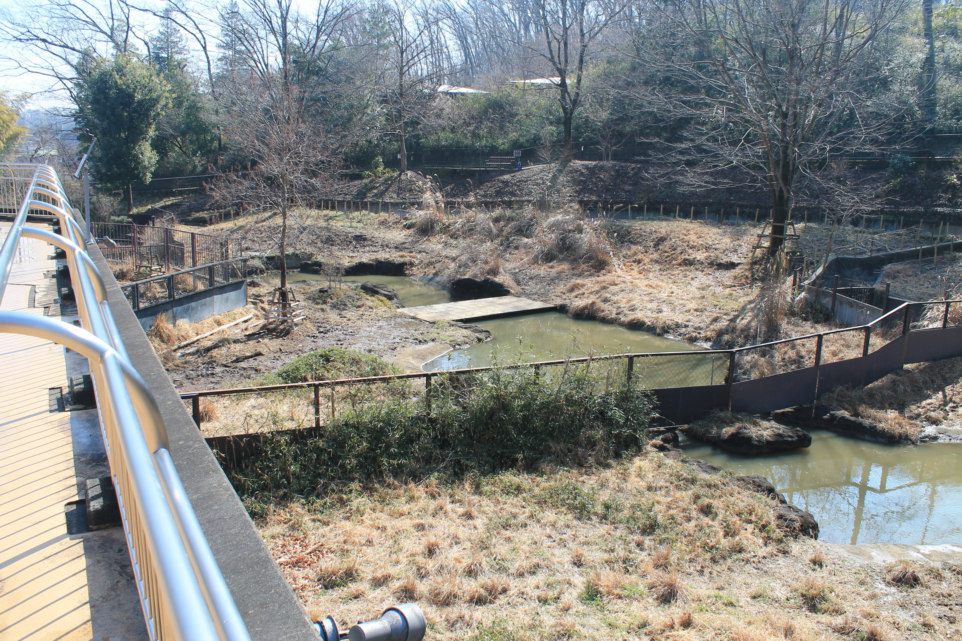 Malayan Tapir enclosures