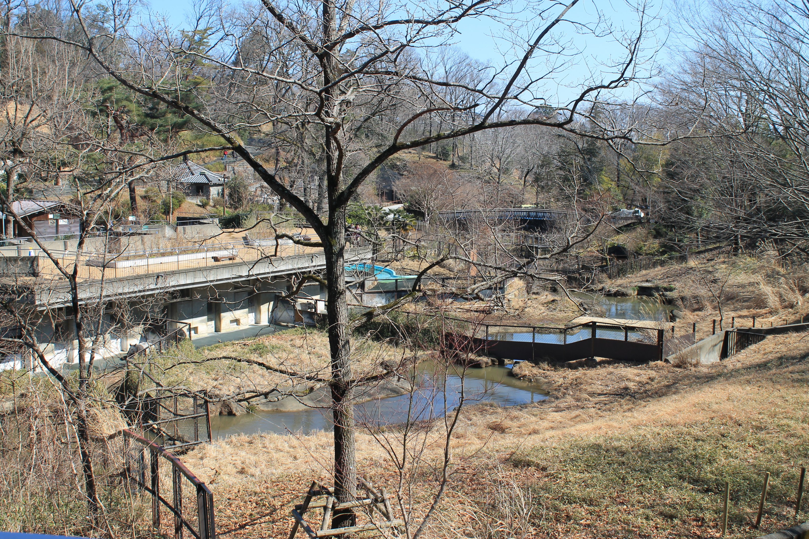Malayan Tapir enclosures