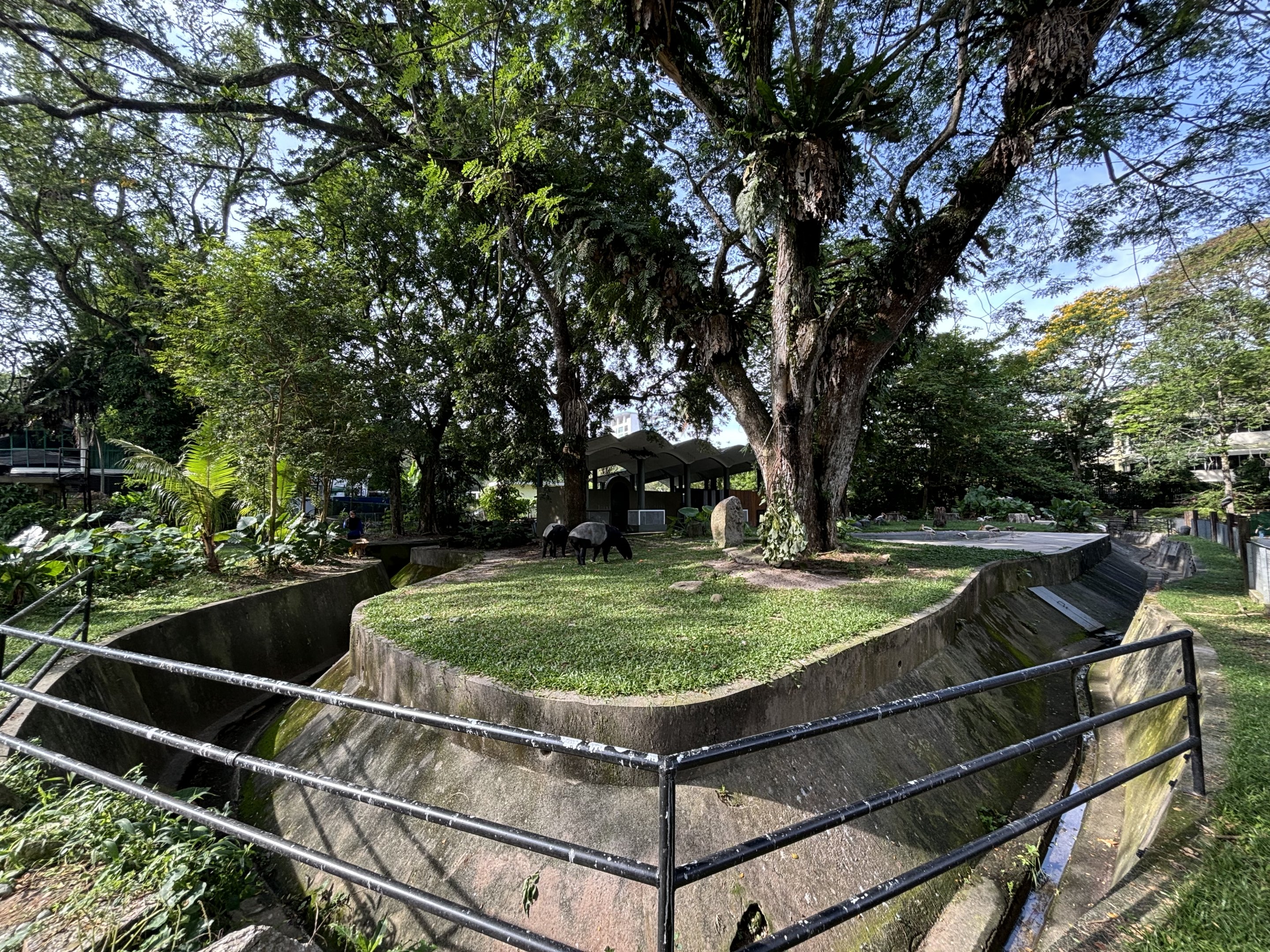 Malayan Tapir Exhibit #1 (ex-elephant)