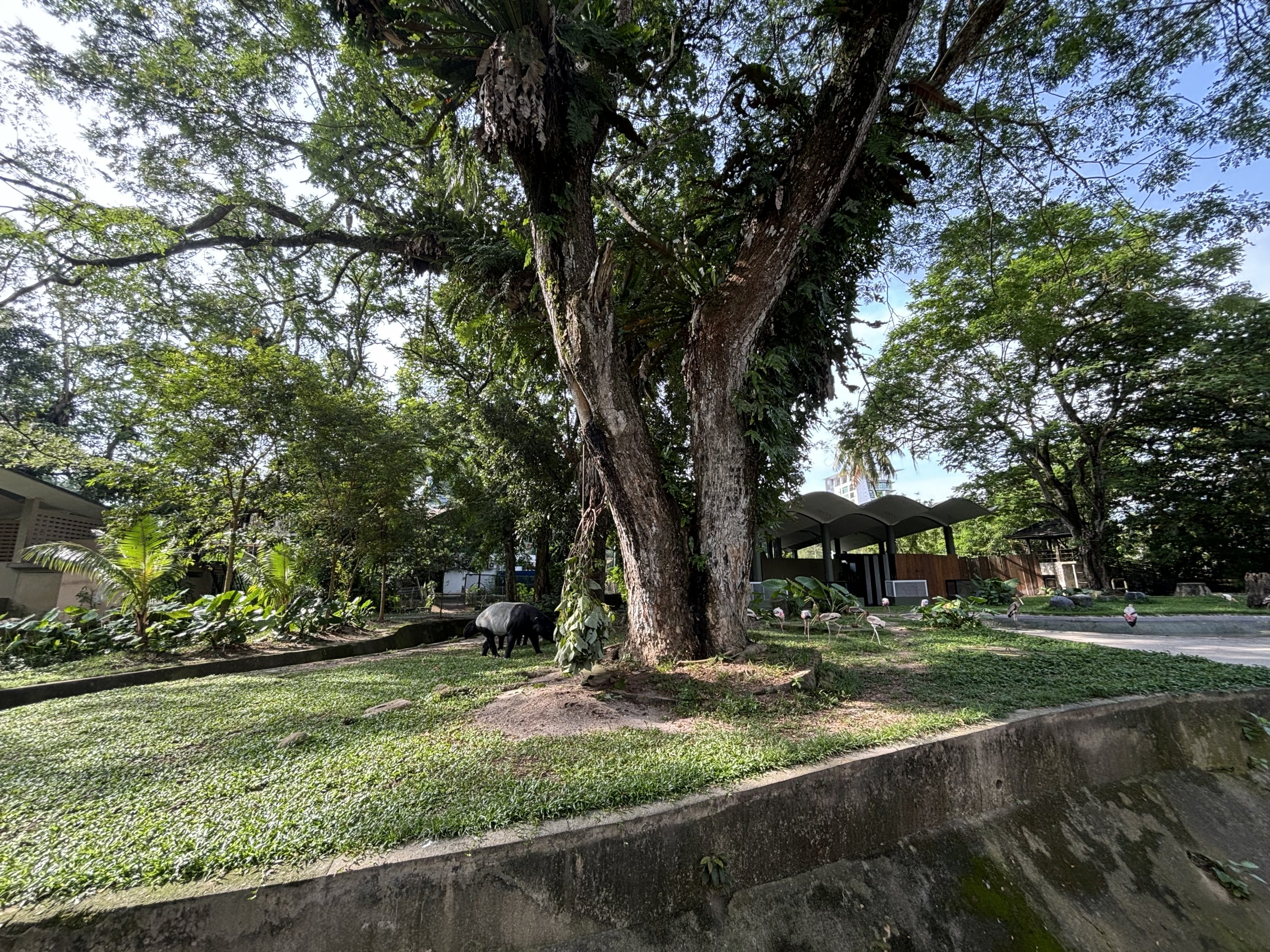 Malayan Tapir Exhibit #1 (ex-elephant)