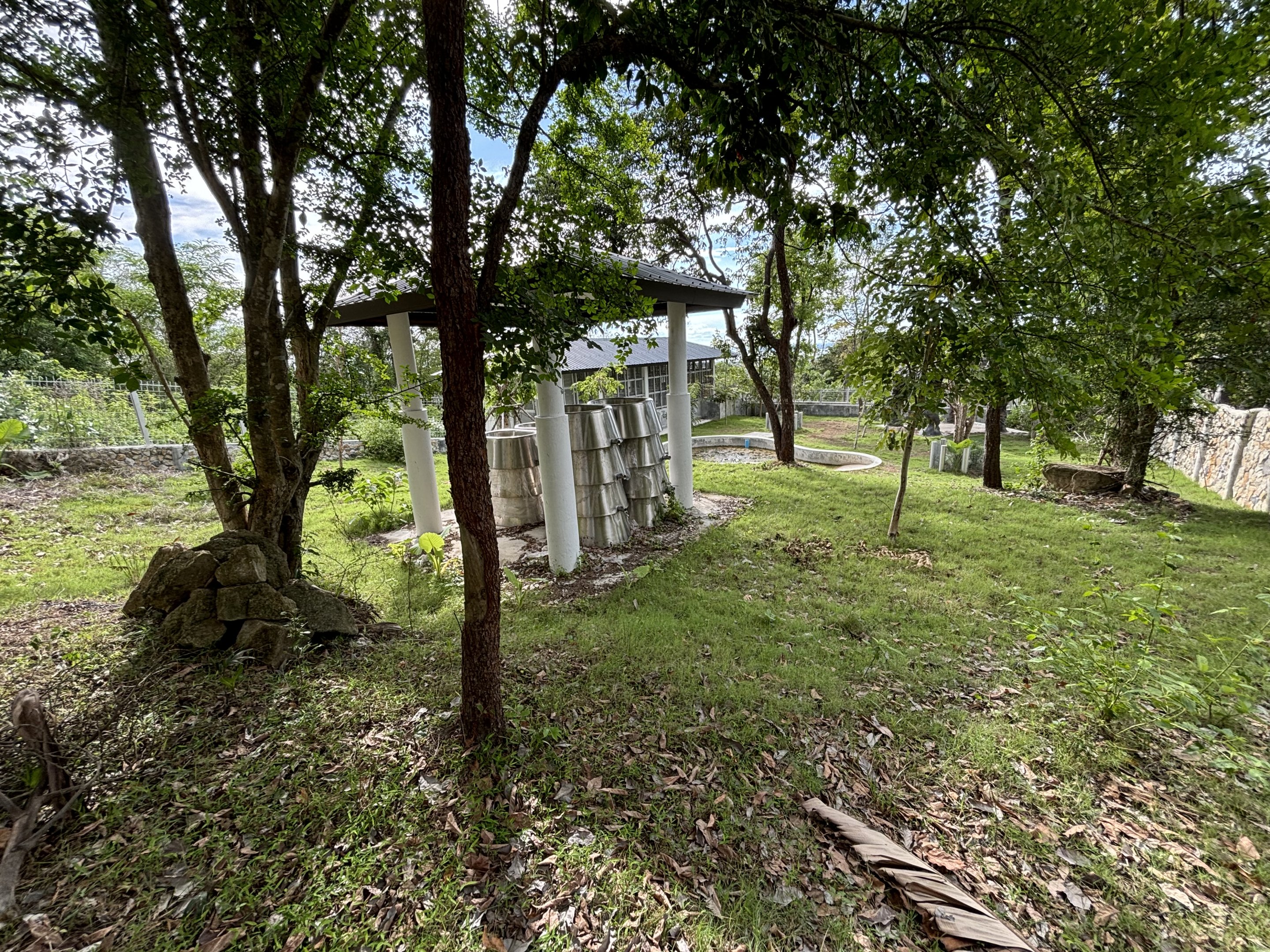 Malayan Tapir Exhibit #2 (New in 2024)