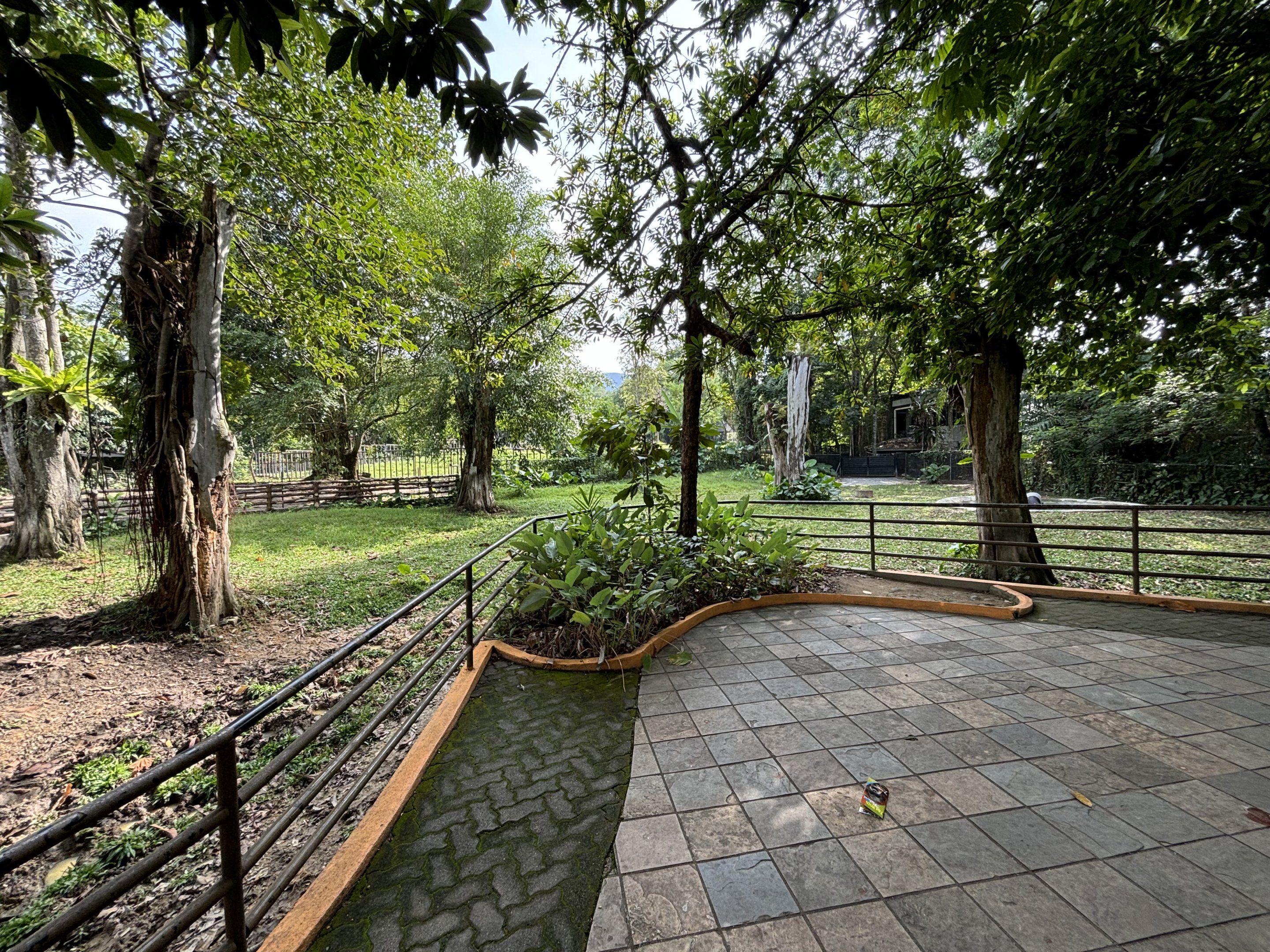 Malayan Tapir Exhibit #2