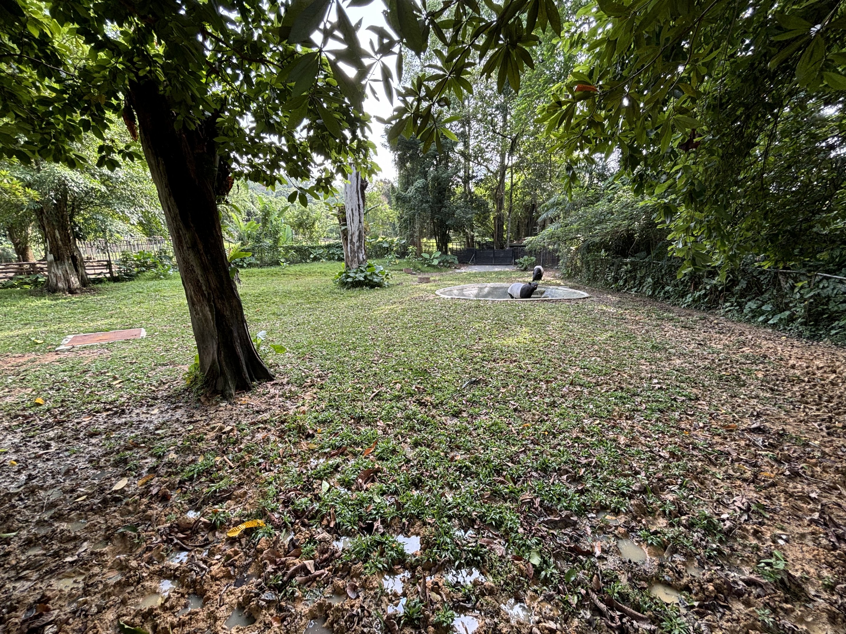 Malayan Tapir Exhibit #2