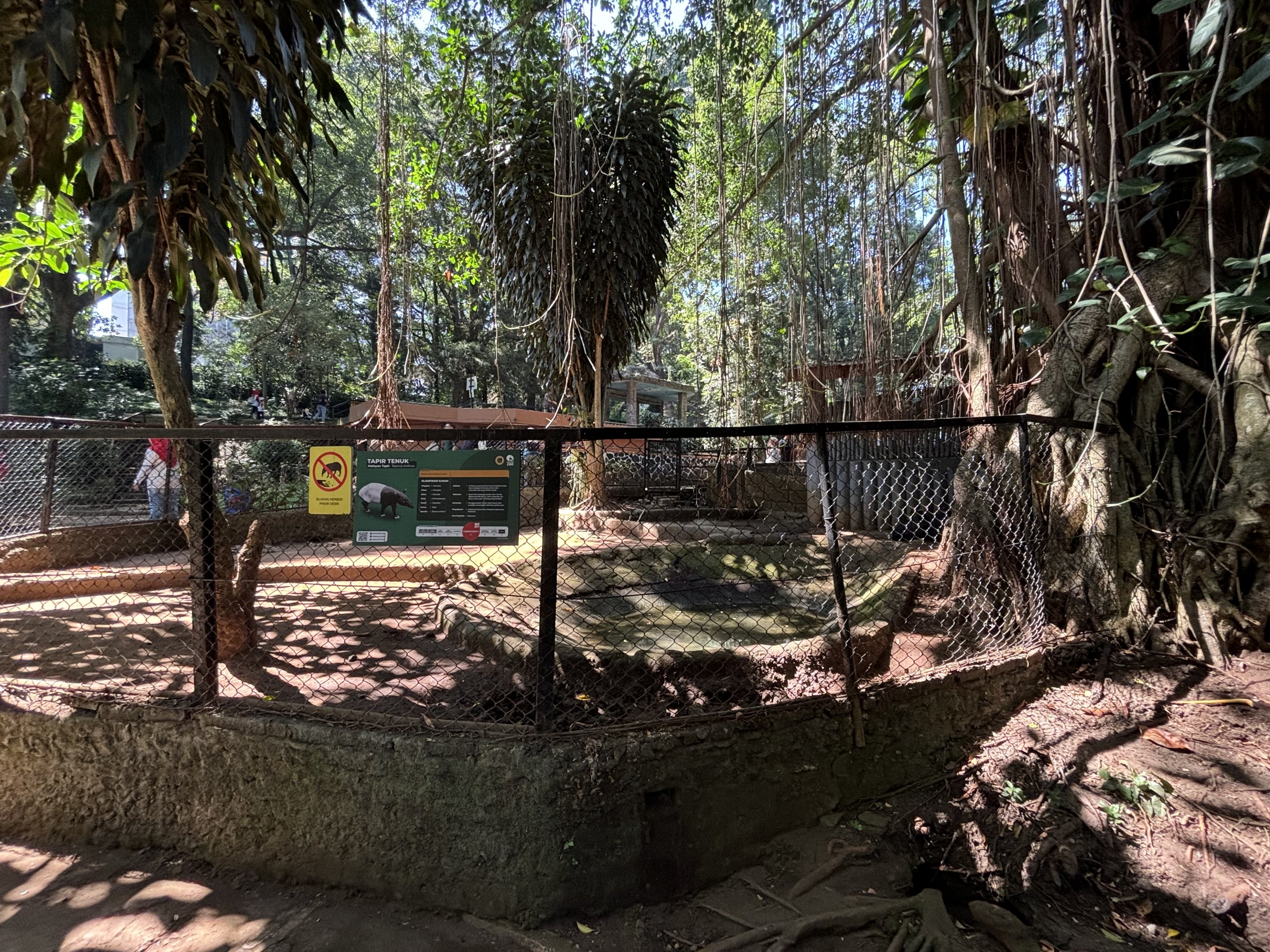 Malayan Tapir Exhibit #2