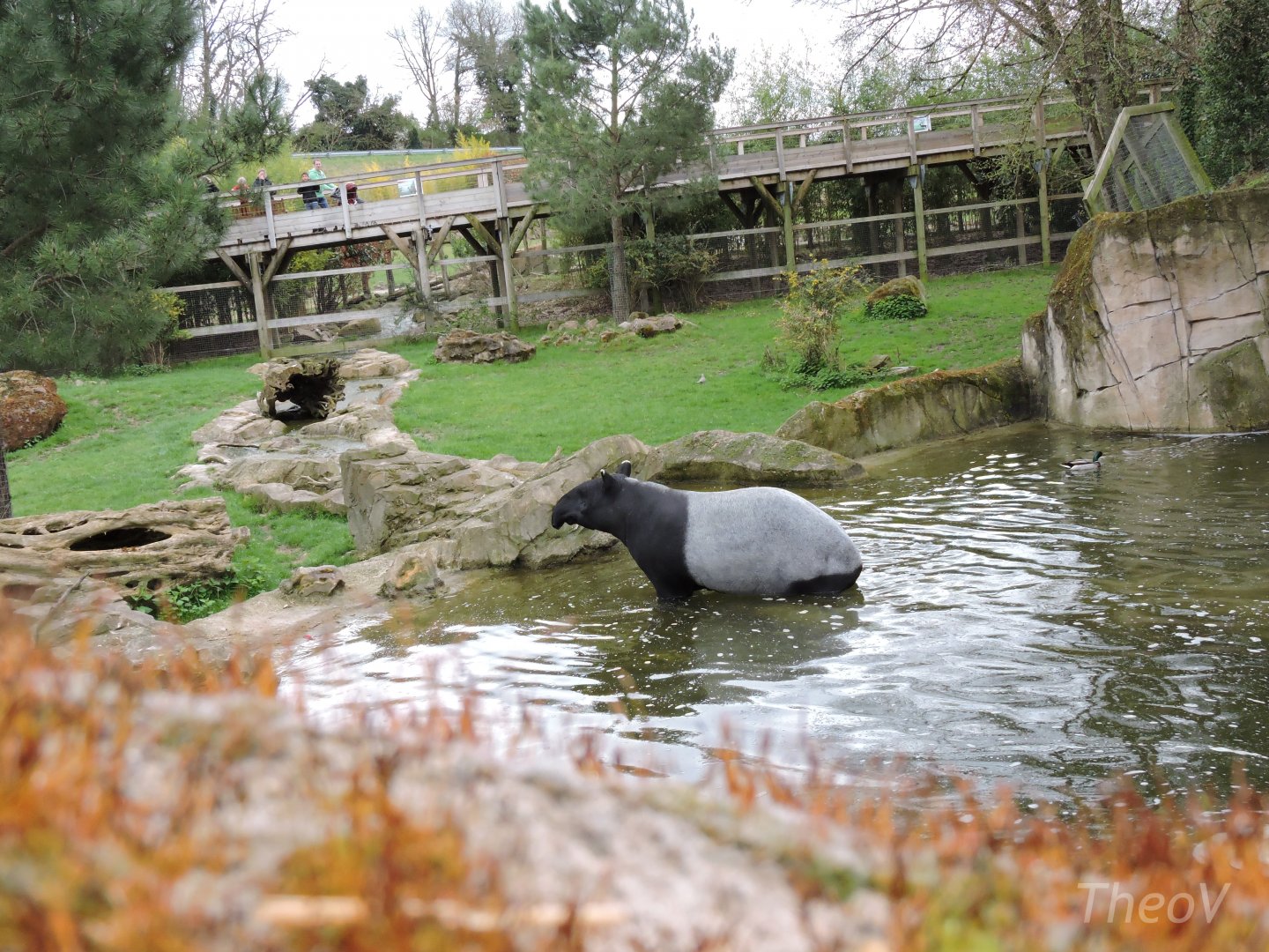 Malayan tapir exhibit [2015]