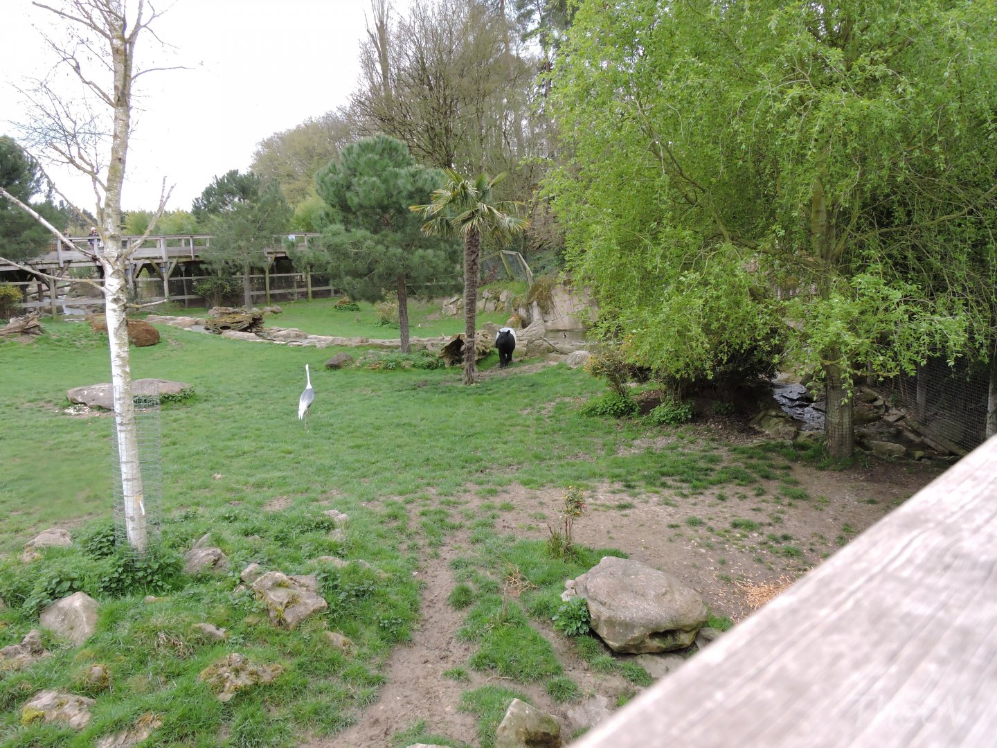Malayan tapir exhibit [2015]