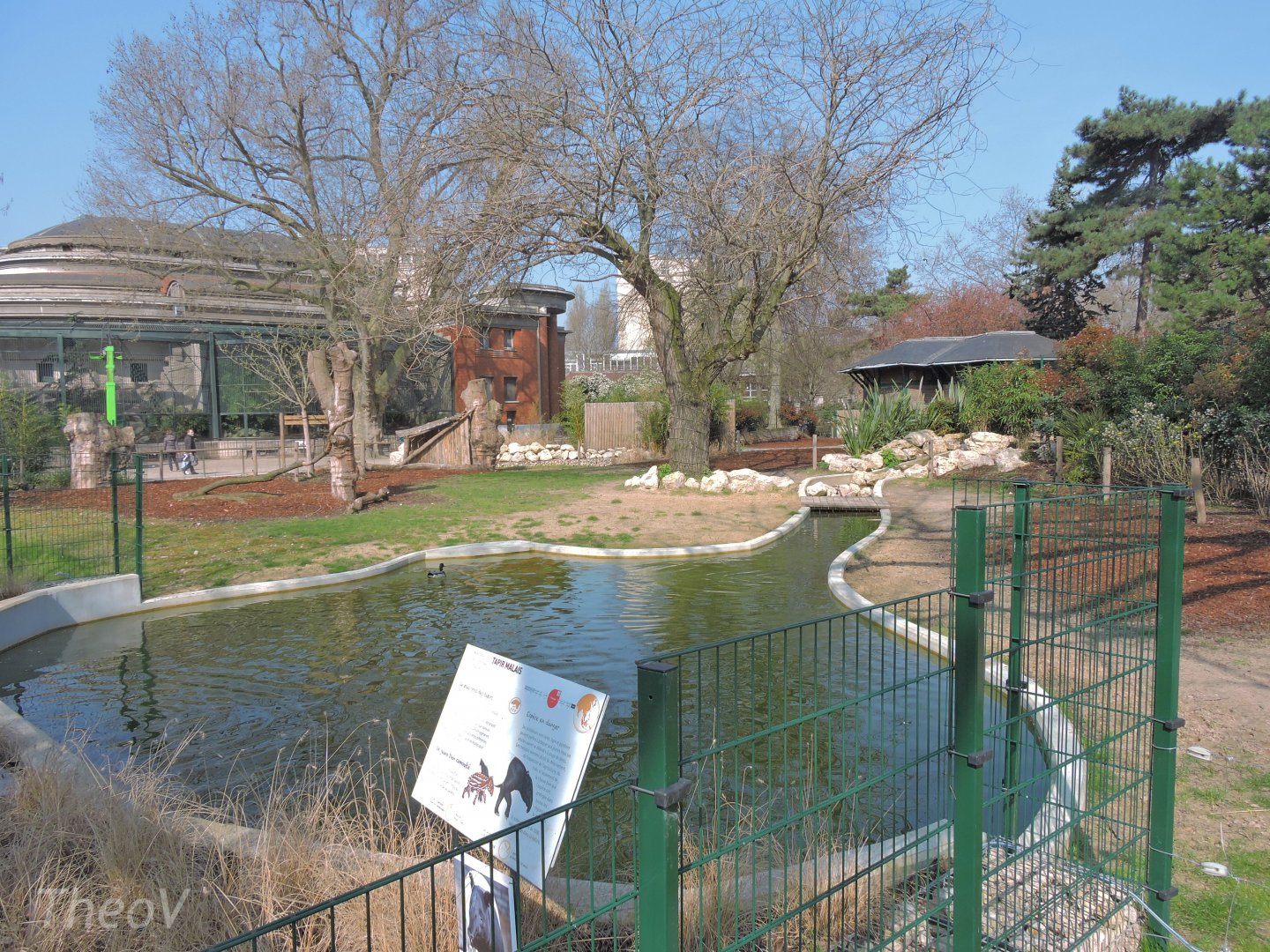 Malayan tapir exhibit [2017]