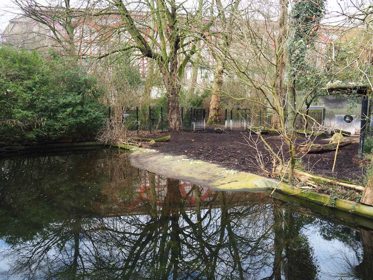 Malayan tapir exhibit, 2024-02-17