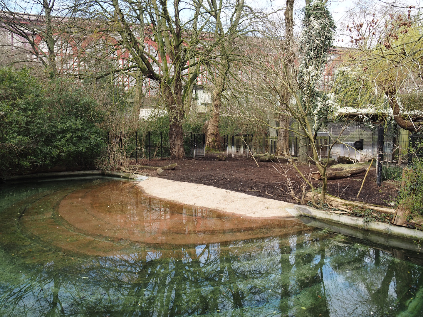 Malayan tapir exhibit, 2024-03-09