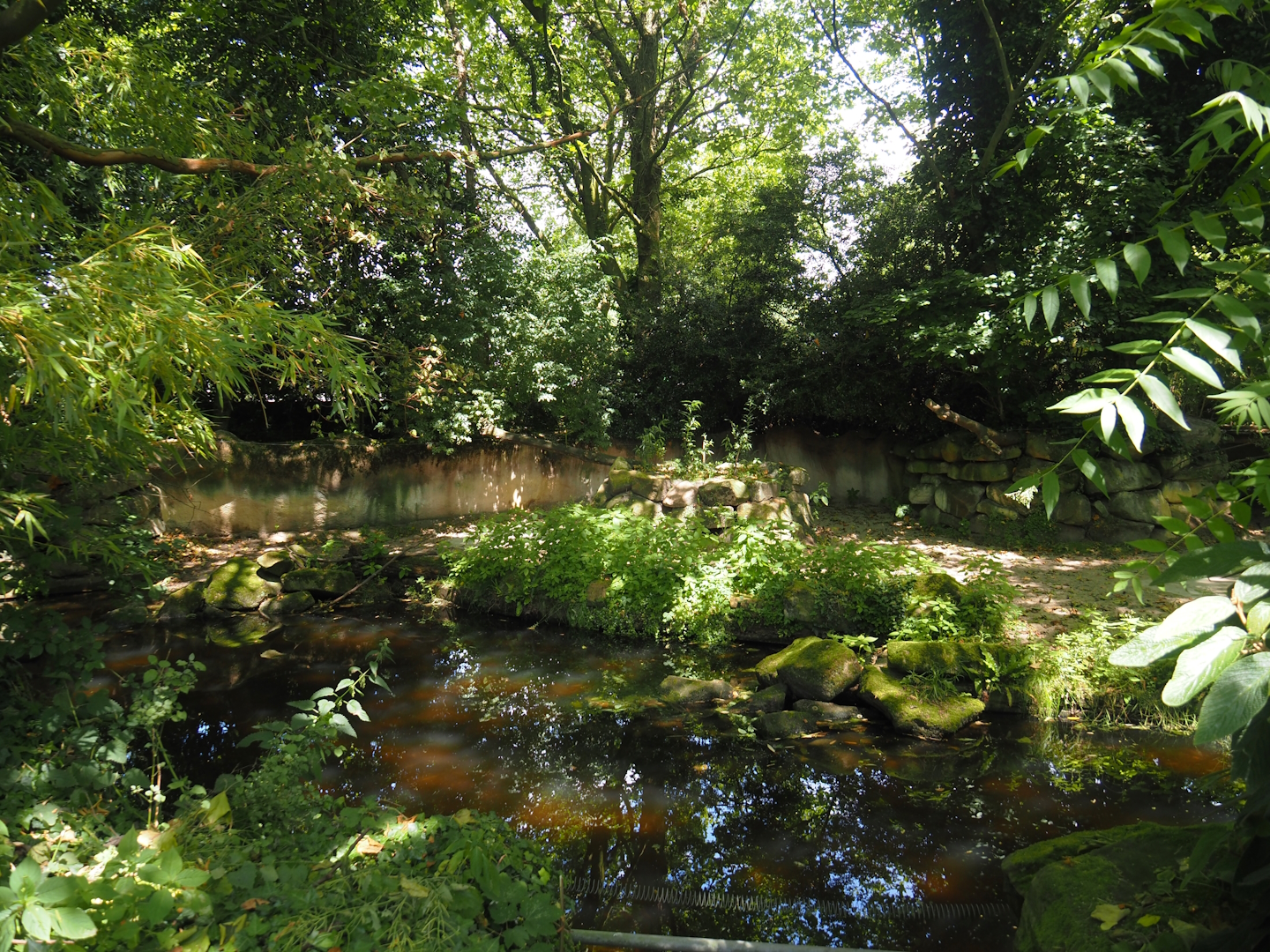 Malayan tapir exhibit, 2024-06-30