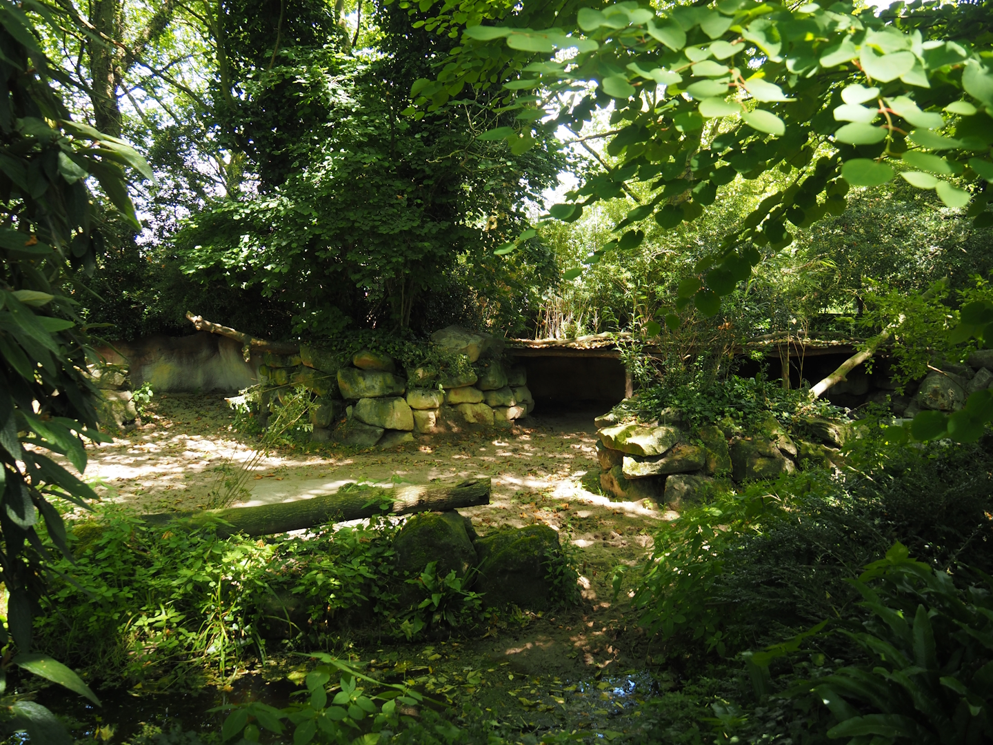Malayan tapir exhibit, 2024-06-30