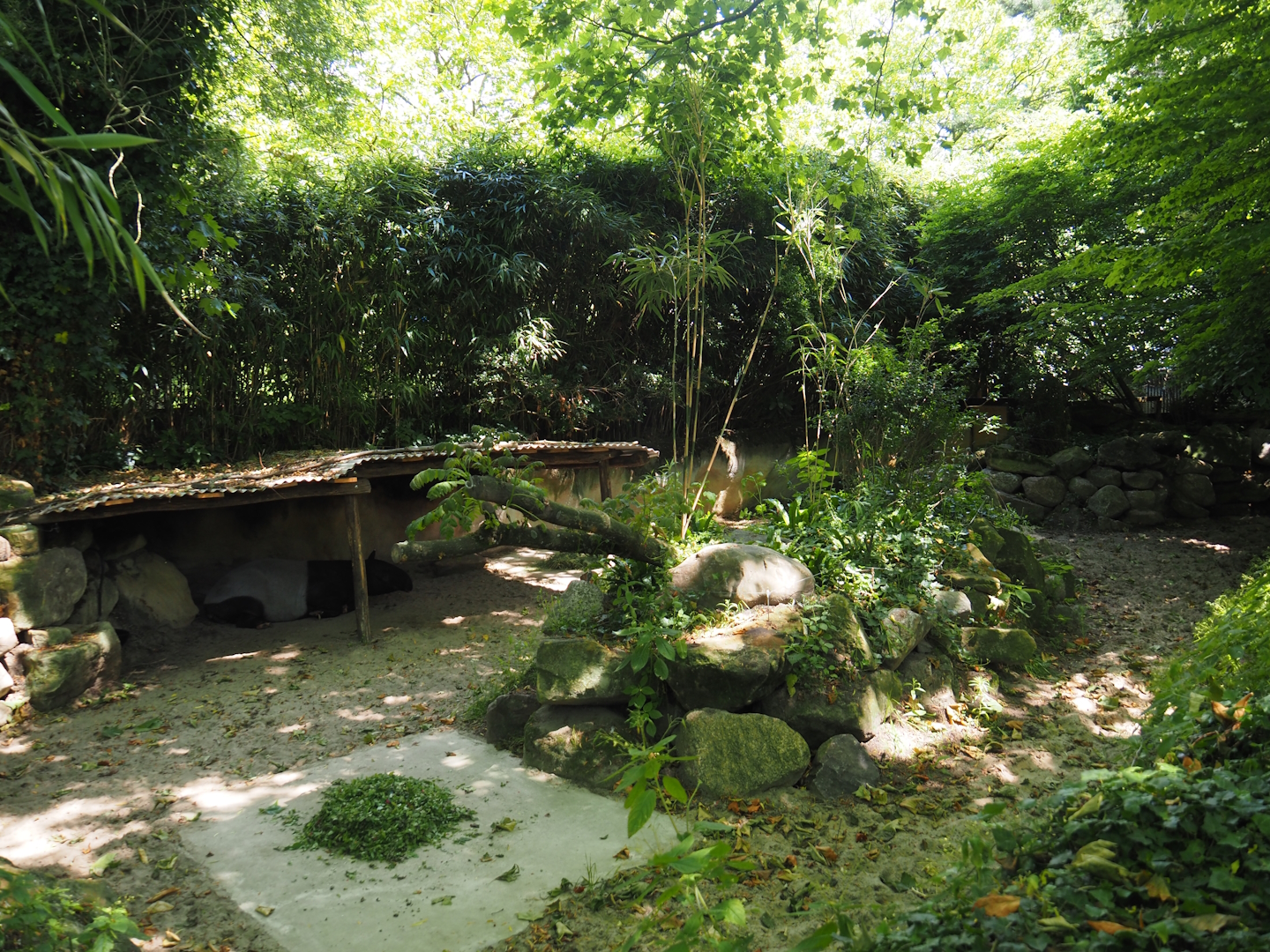Malayan tapir exhibit, 2024-06-30