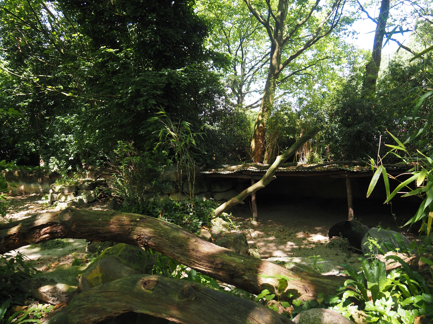 Malayan tapir exhibit, 2024-06-30