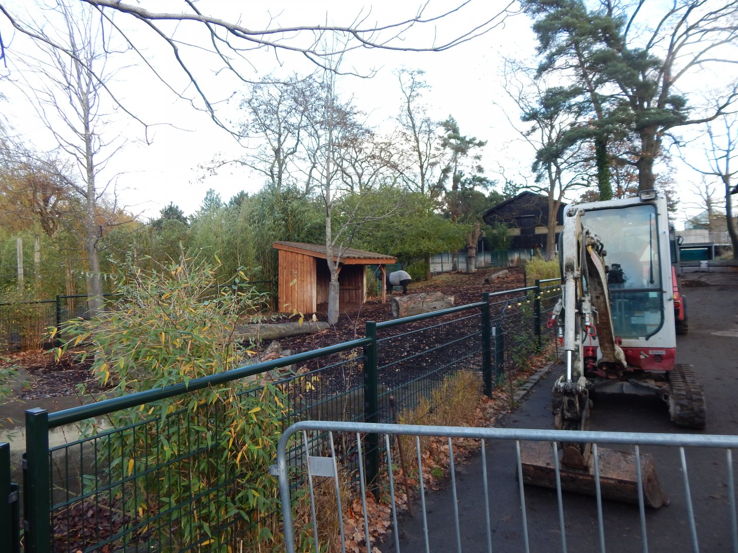 Malayan tapir exhibit 261124