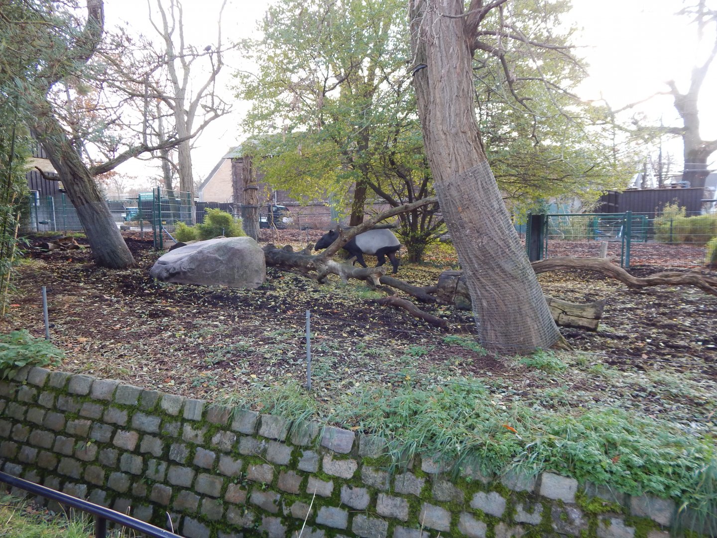 Malayan tapir exhibit 261124