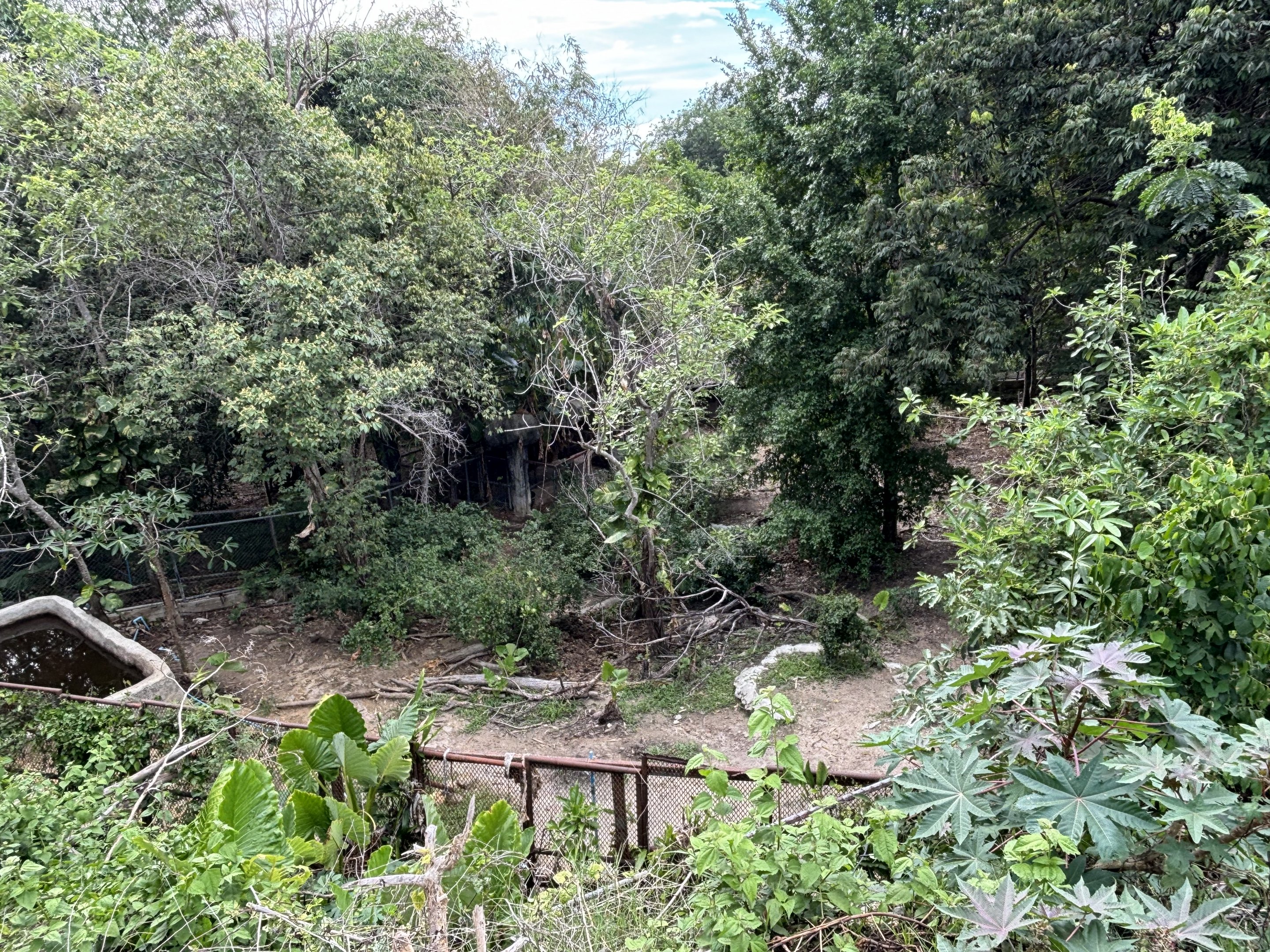 Malayan Tapir Exhibit #3 (current yard)