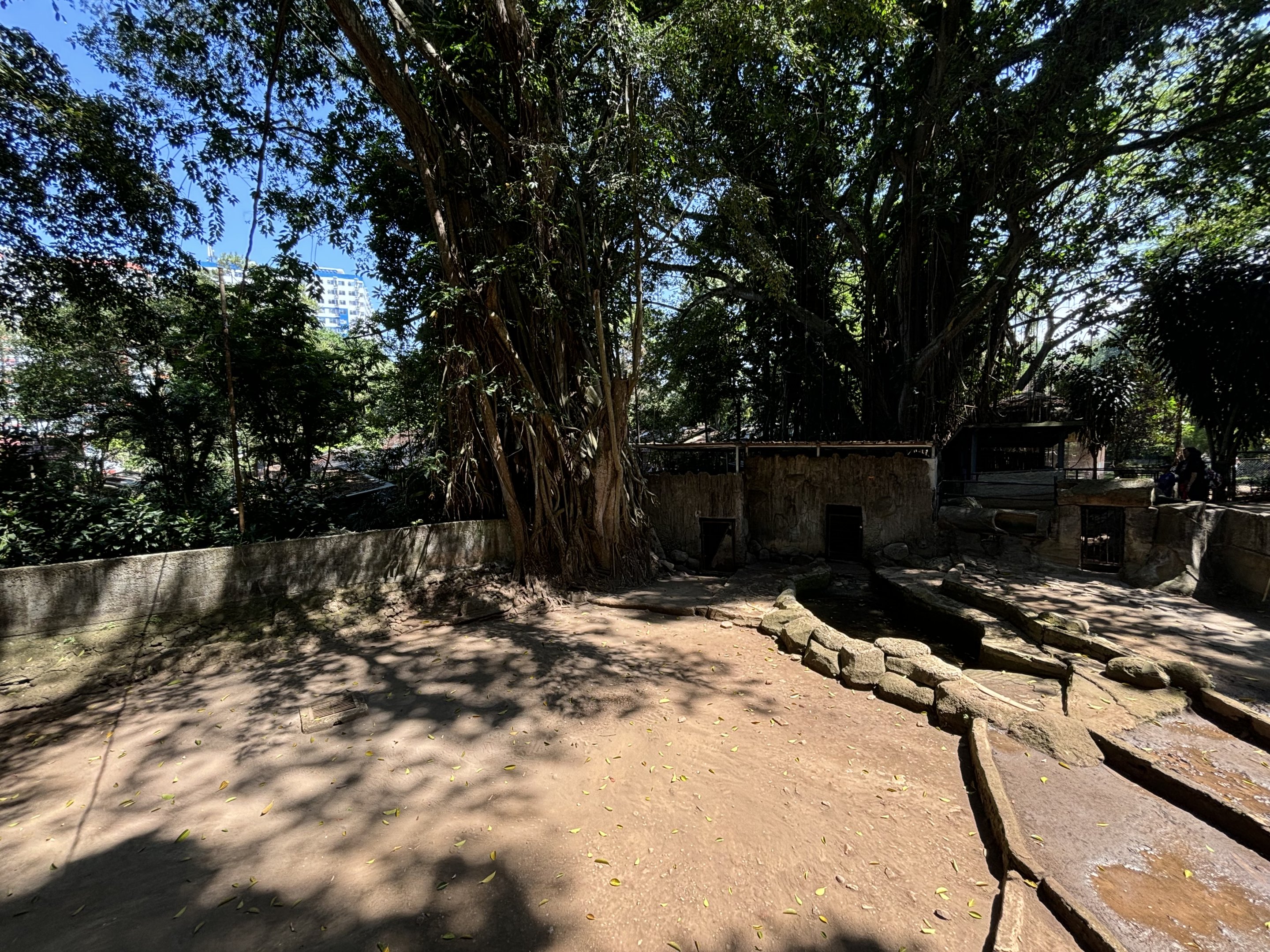 Malayan Tapir Exhibit #3