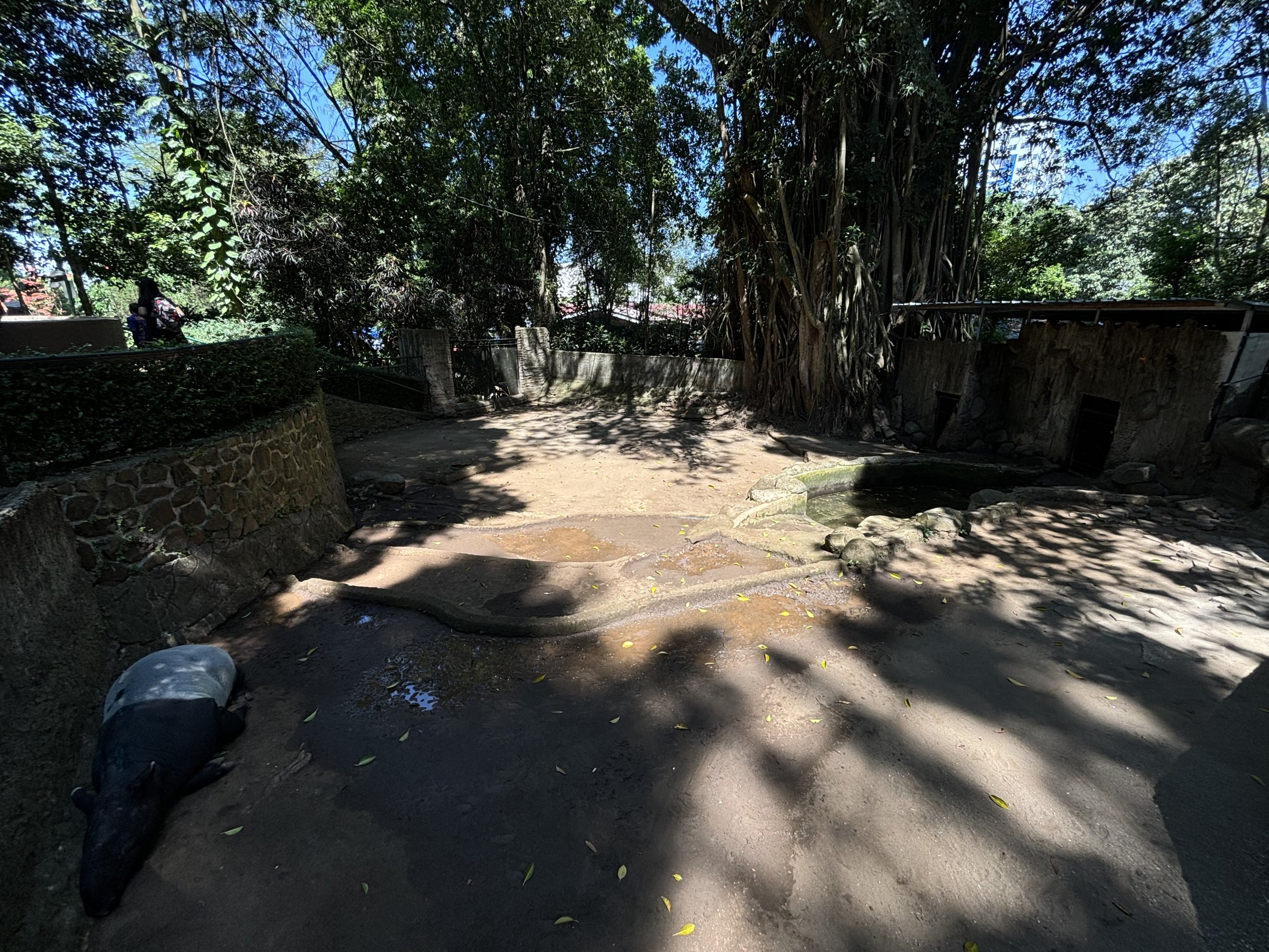 Malayan Tapir Exhibit #3