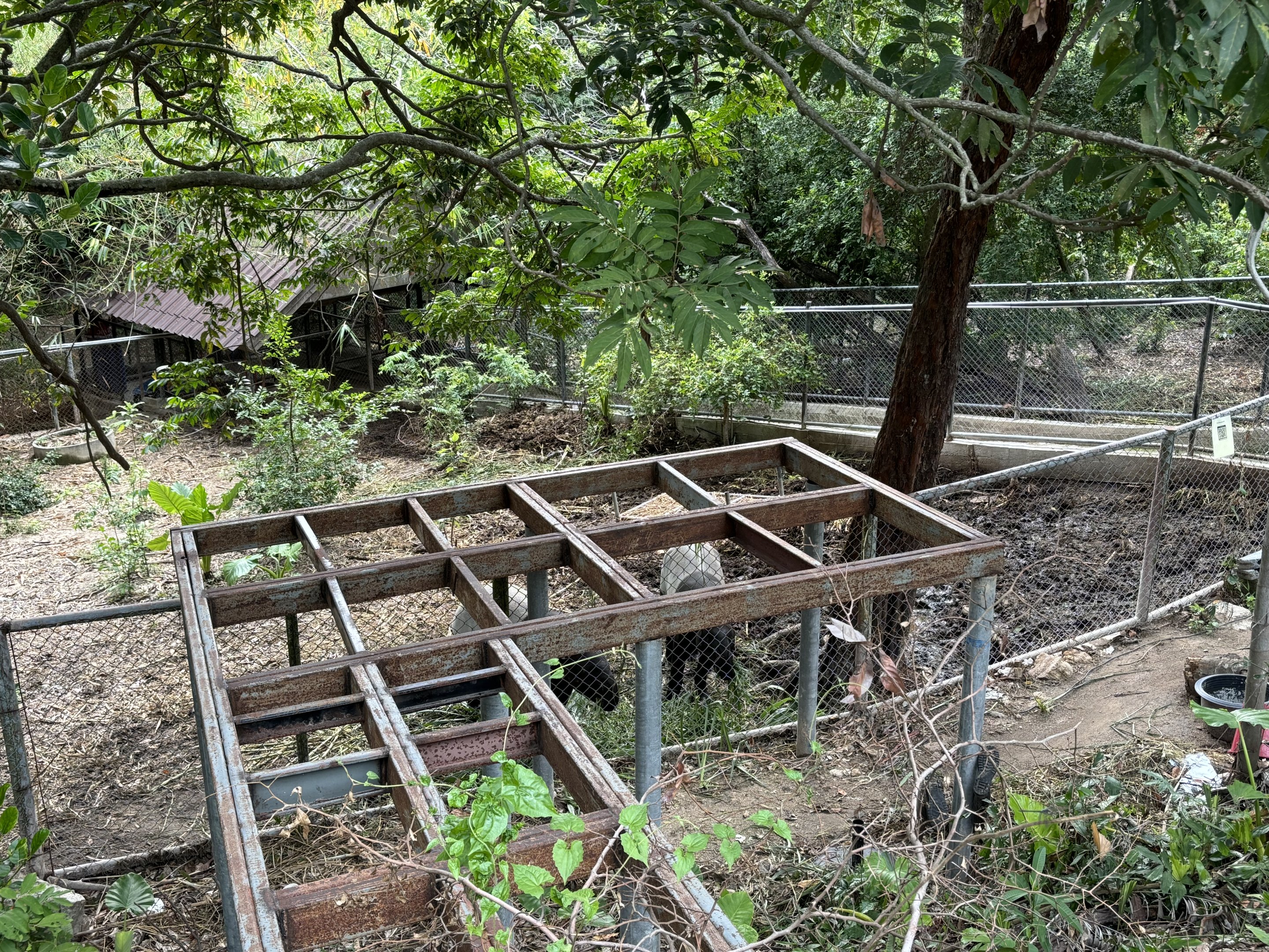 Malayan Tapir Exhibit #4 (current yard)