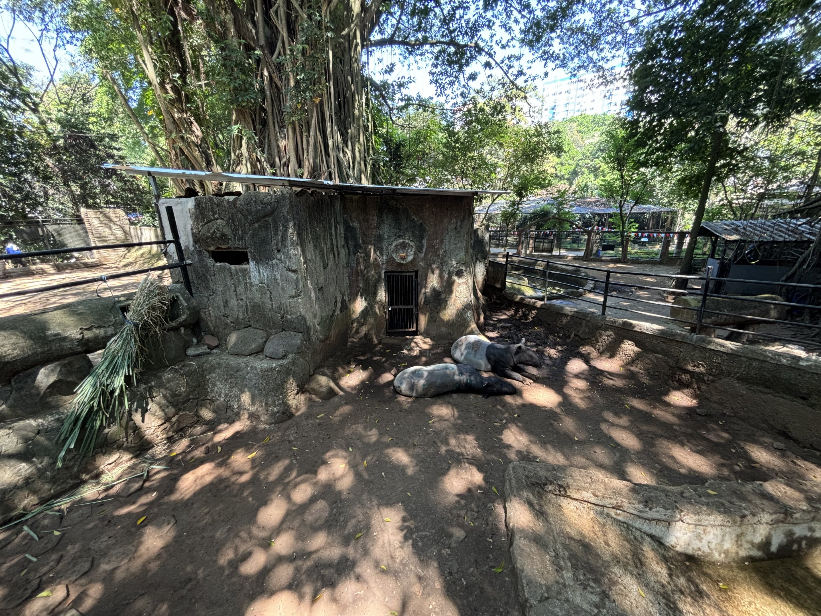 Malayan Tapir Exhibit #4