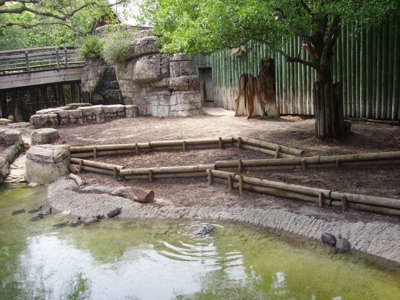 Malayan Tapir Exhibit - Asian Domain
