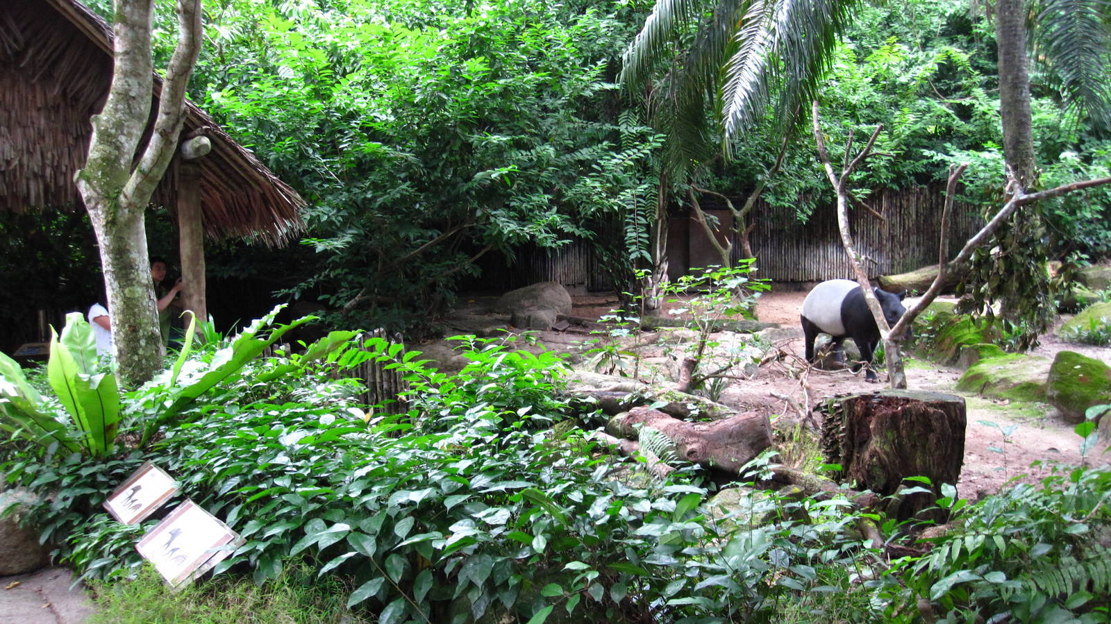 Malayan Tapir Exhibit, Singapore Zoo
