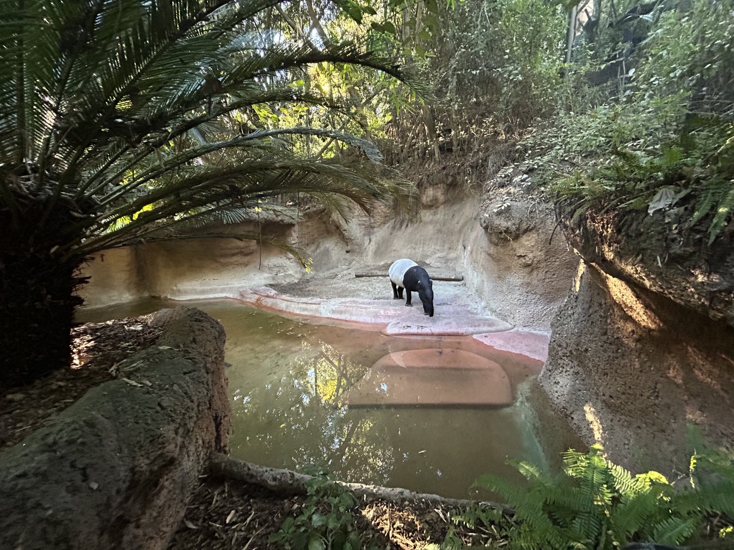 Malayan Tapir Exhibit - Tiger River