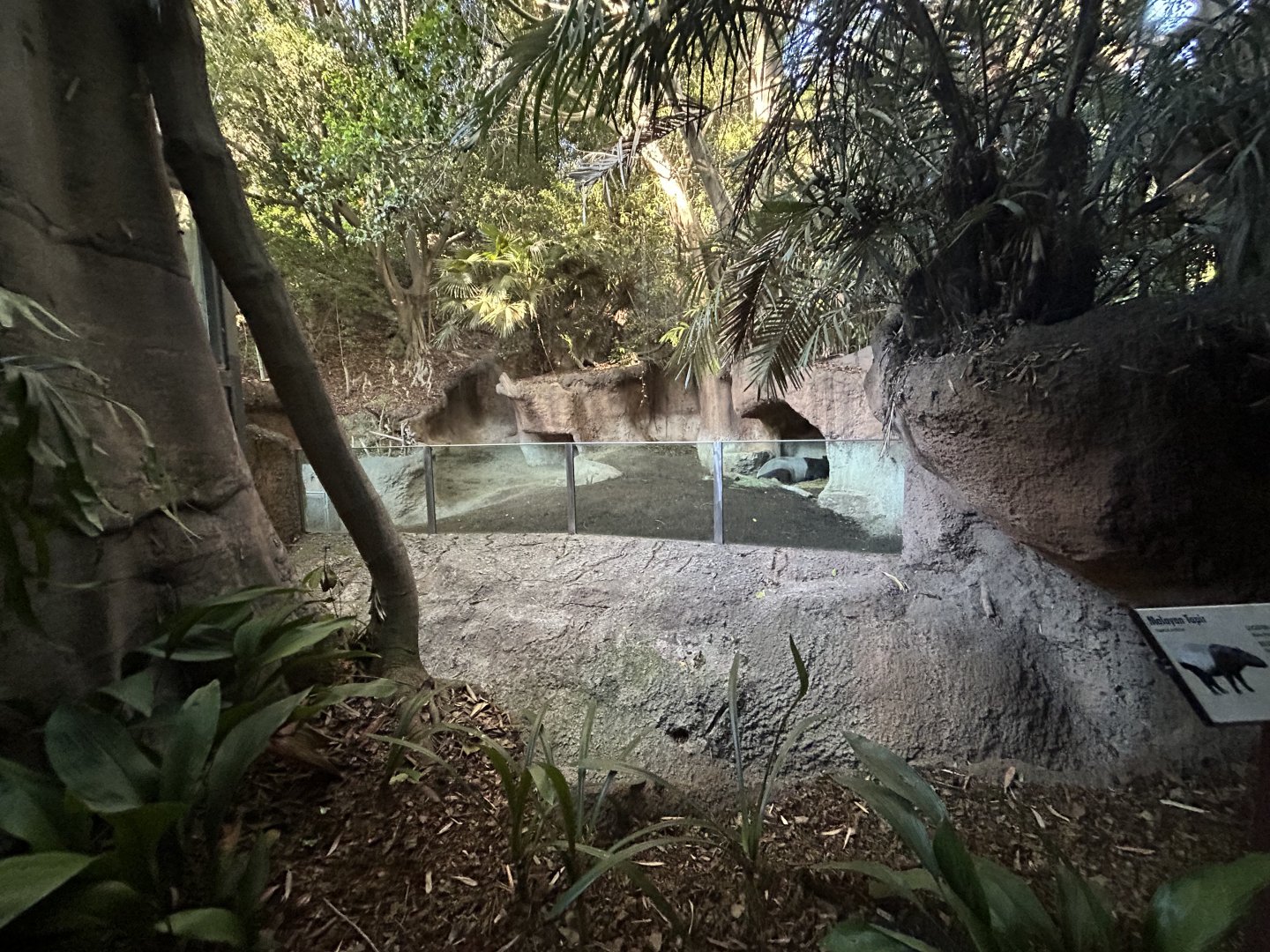 Malayan Tapir Exhibit - Tiger River
