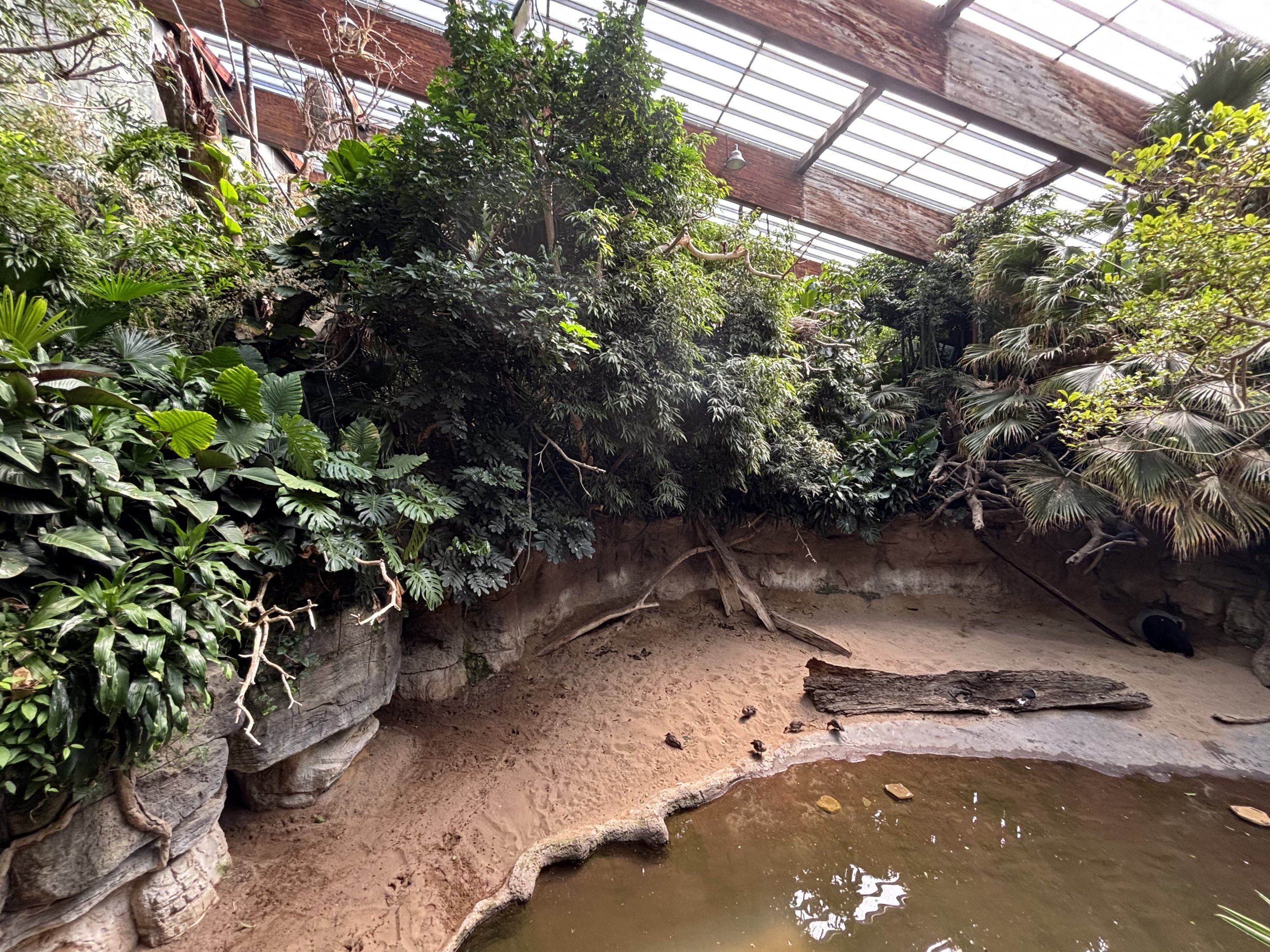 Malayan Tapir Exhibit - too small