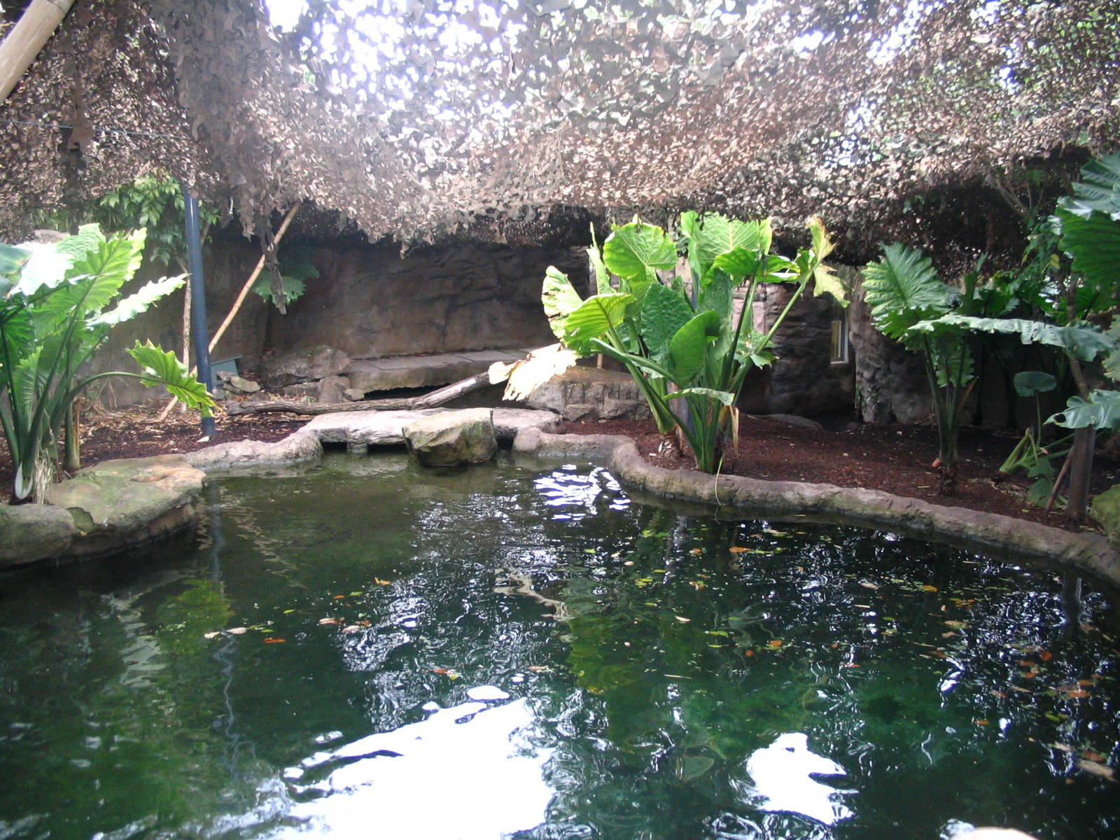Malayan Tapir exhibit-WILD ASIA