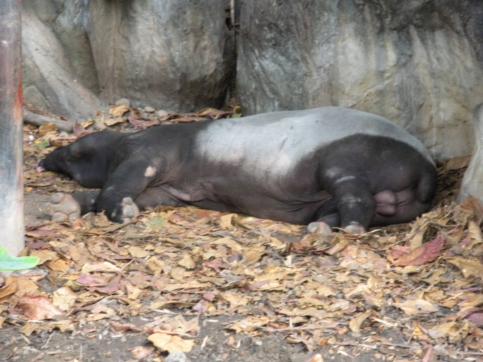 Malayan Tapir Exhibit
