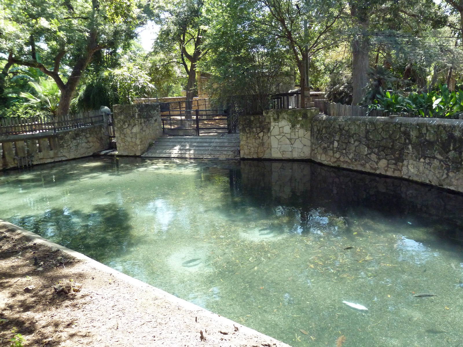 Malayan Tapir Exhibit