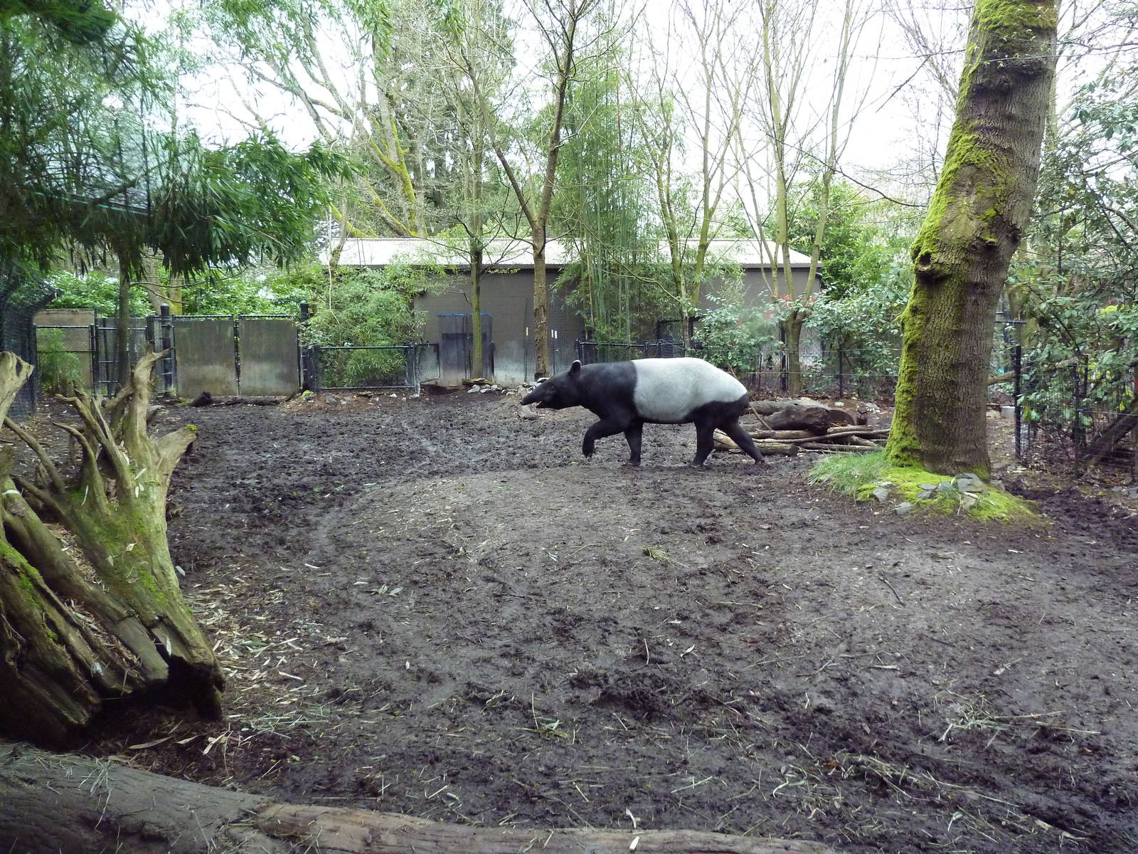 Malayan Tapir Exhibit