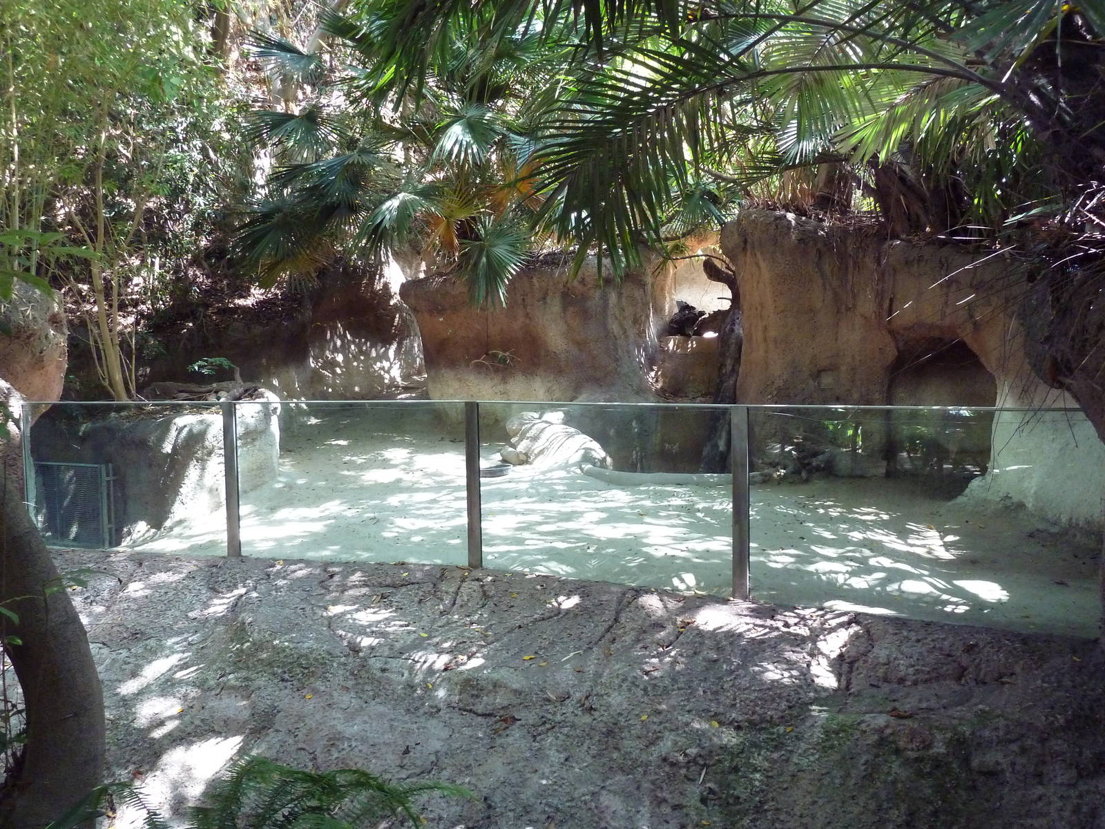 Malayan Tapir Exhibit