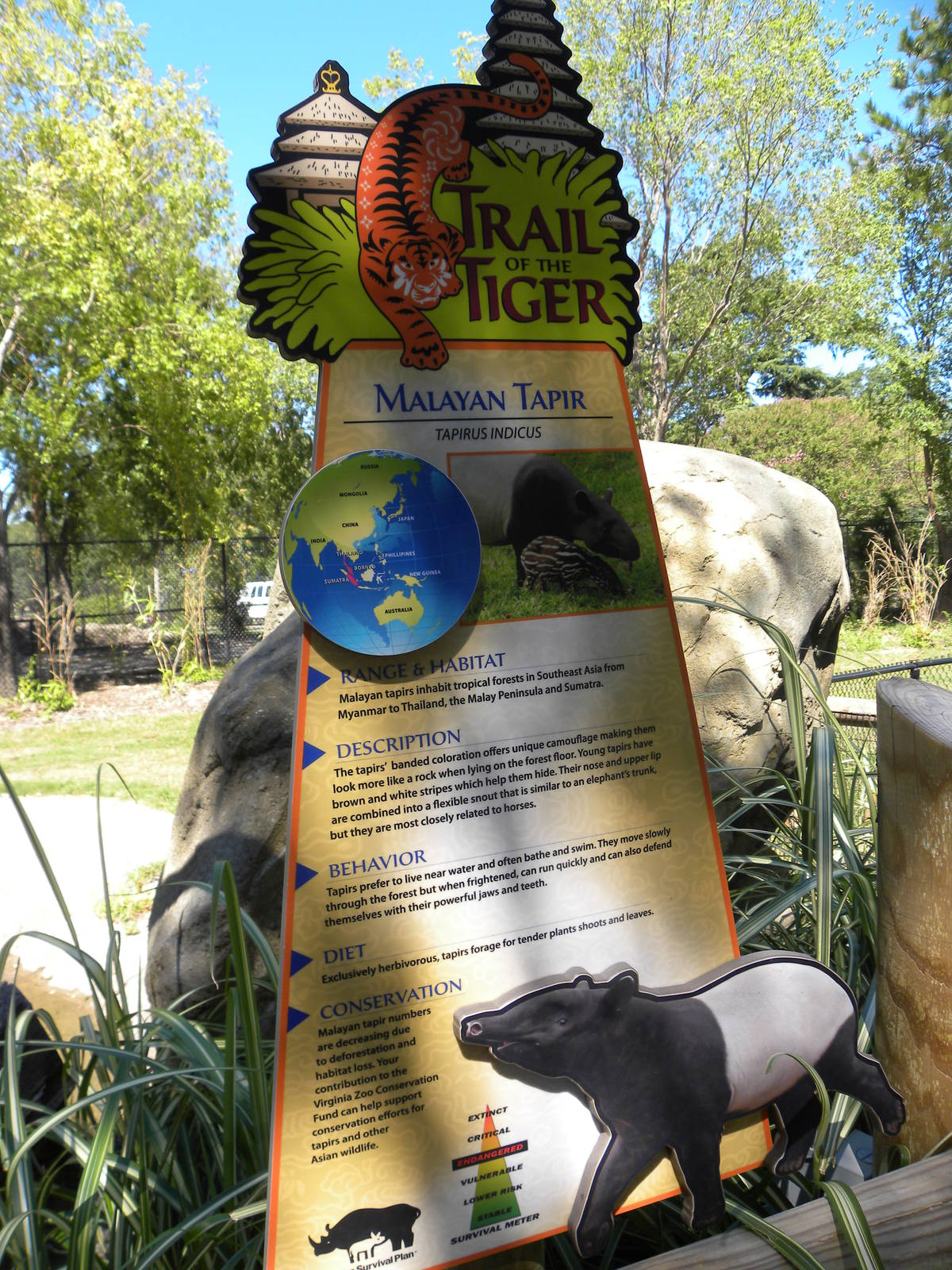 Malayan Tapir Exhibit