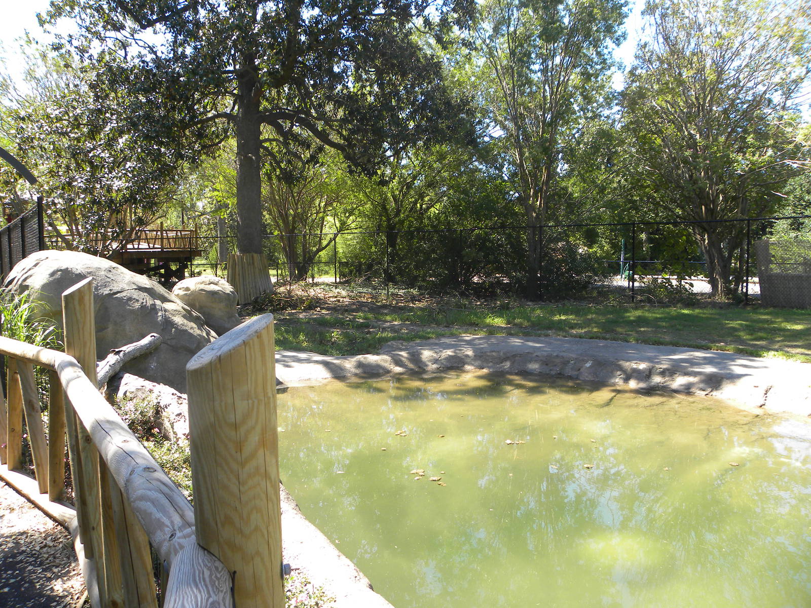 Malayan Tapir Exhibit