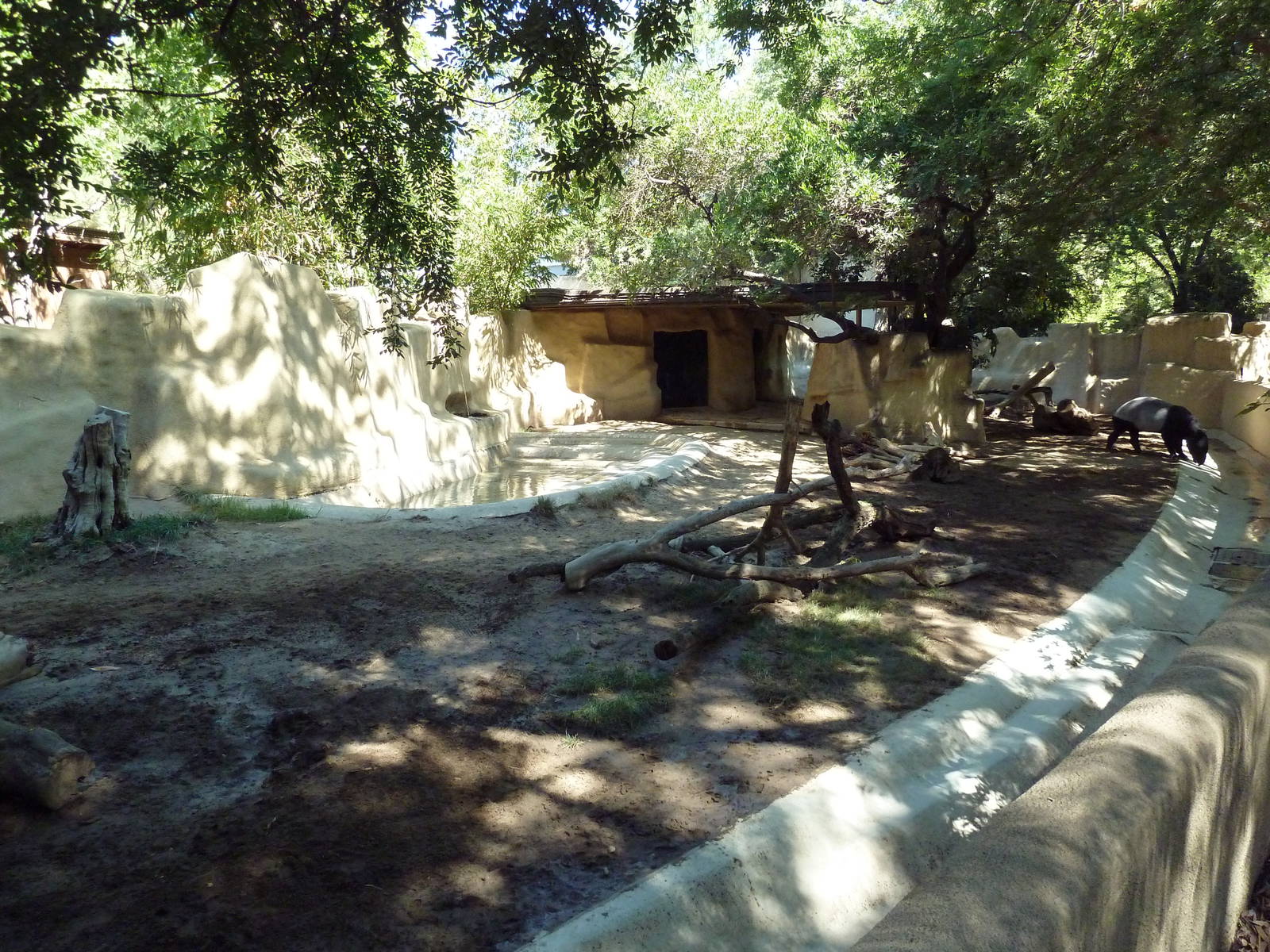 Malayan Tapir Exhibit