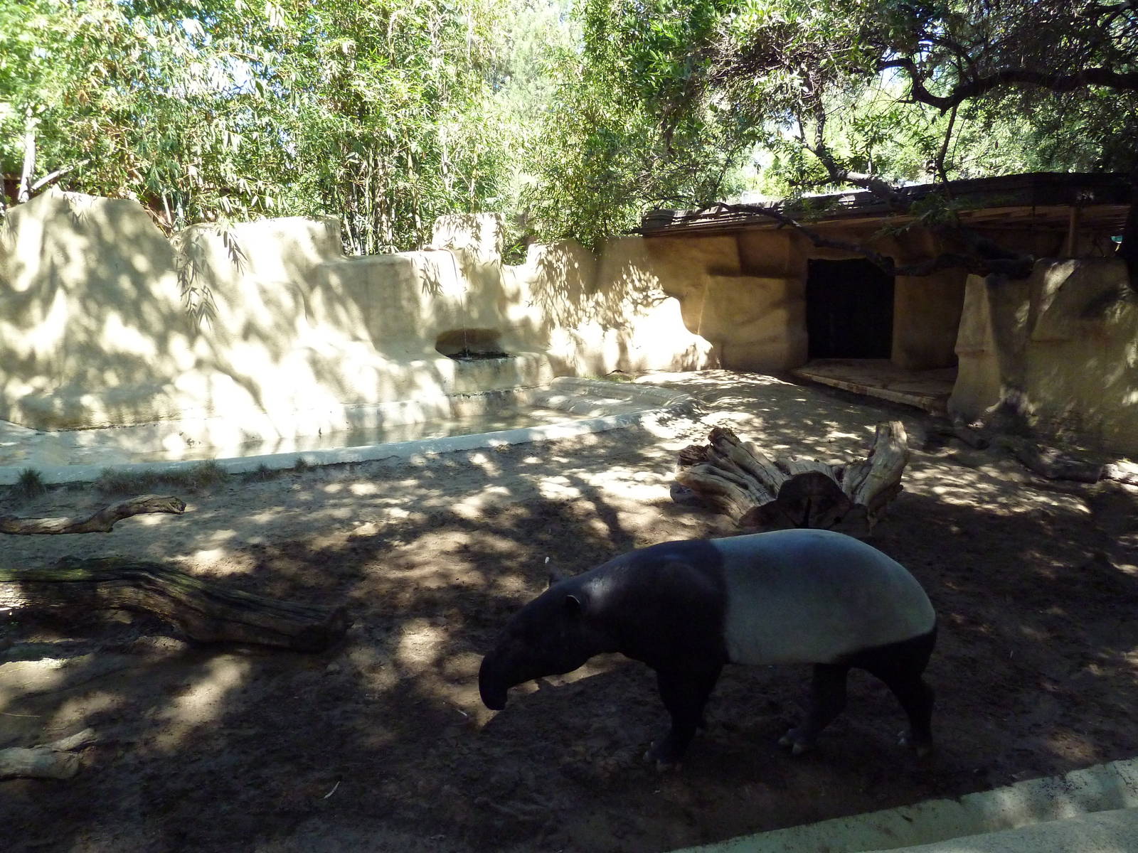Malayan Tapir Exhibit