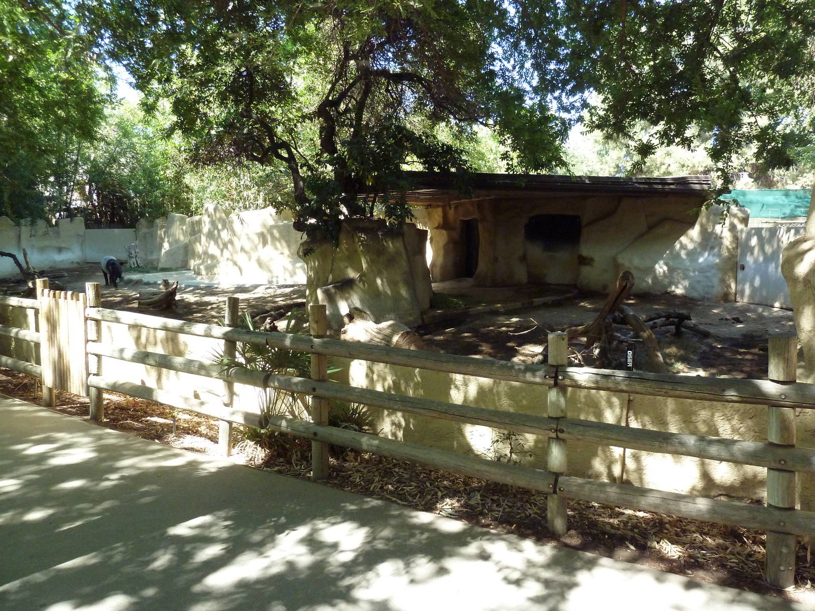 Malayan Tapir Exhibit
