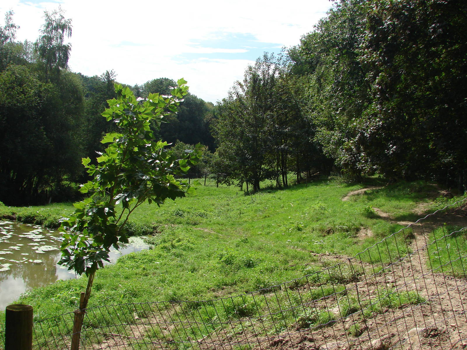 Malayan tapir exhibit