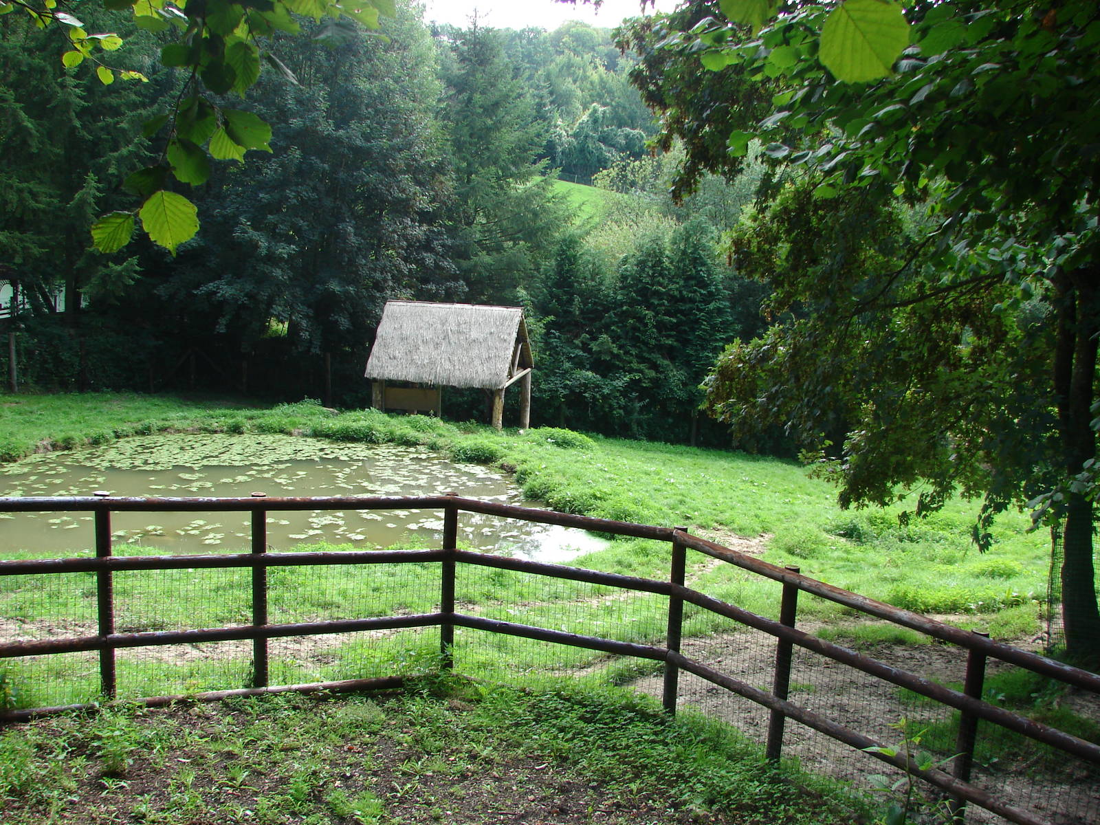 Malayan tapir exhibit