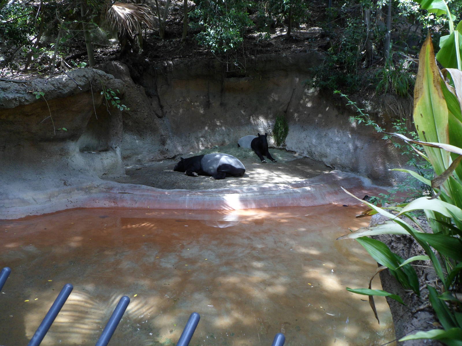 Malayan Tapir Exhibit