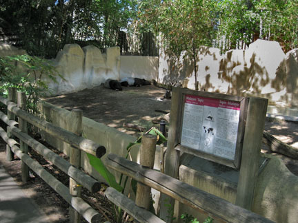 malayan tapir exhibit
