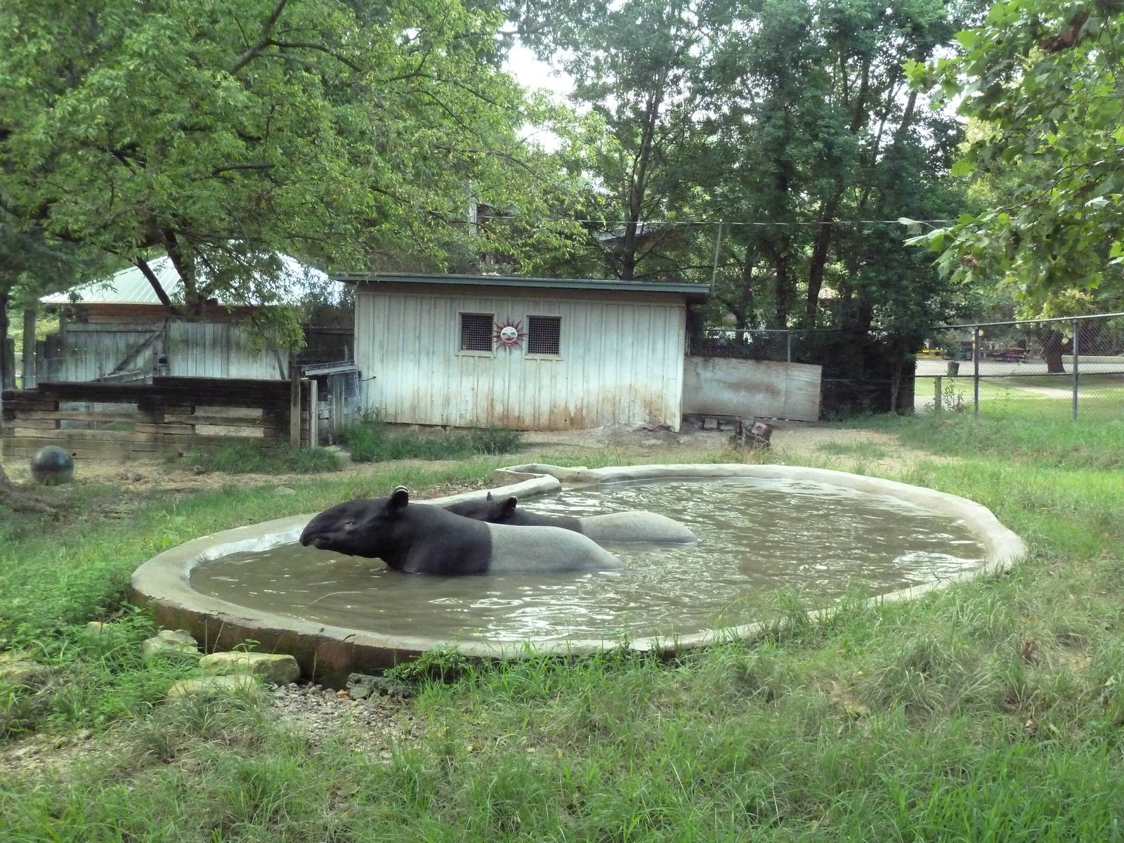 Malayan Tapir Exhibit