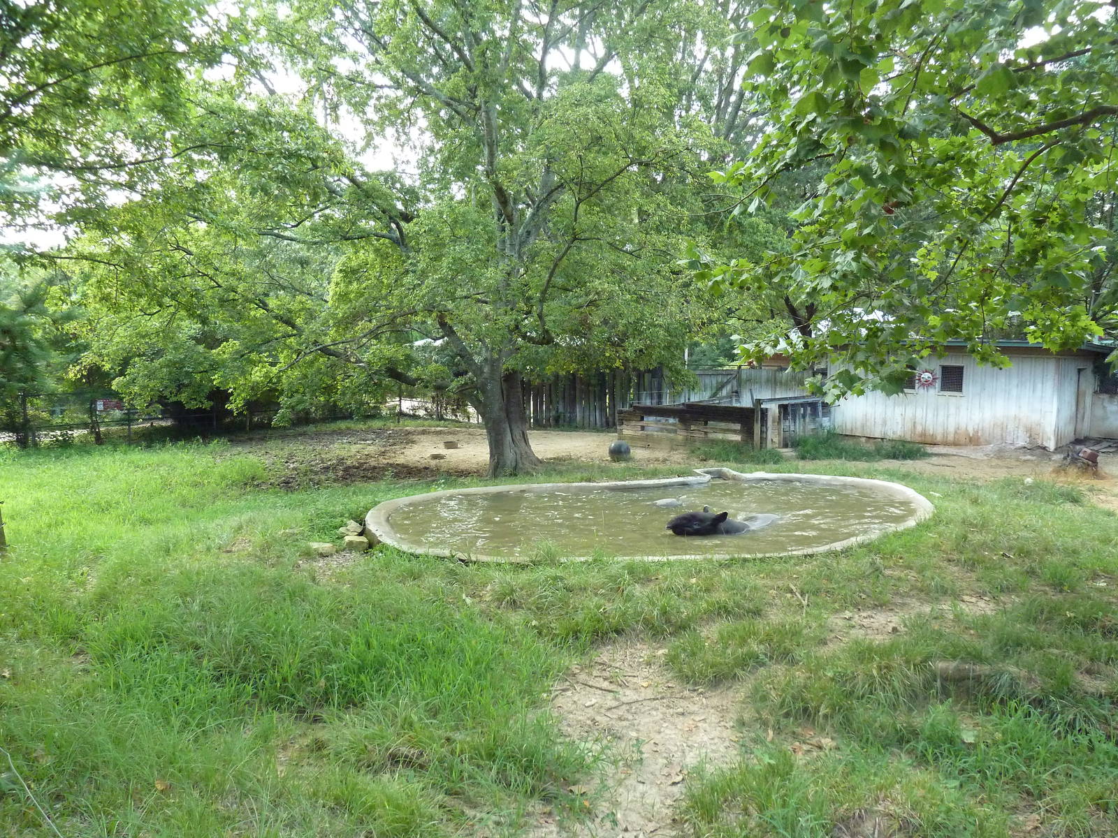 Malayan Tapir Exhibit