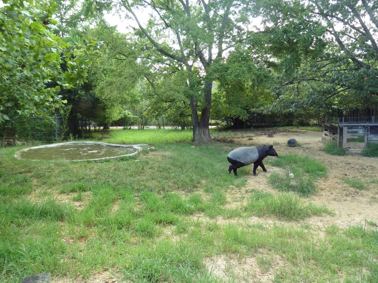 Malayan Tapir Exhibit