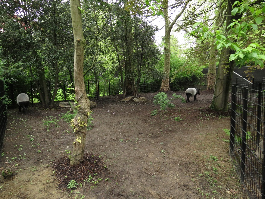 Malayan tapir exhibit
